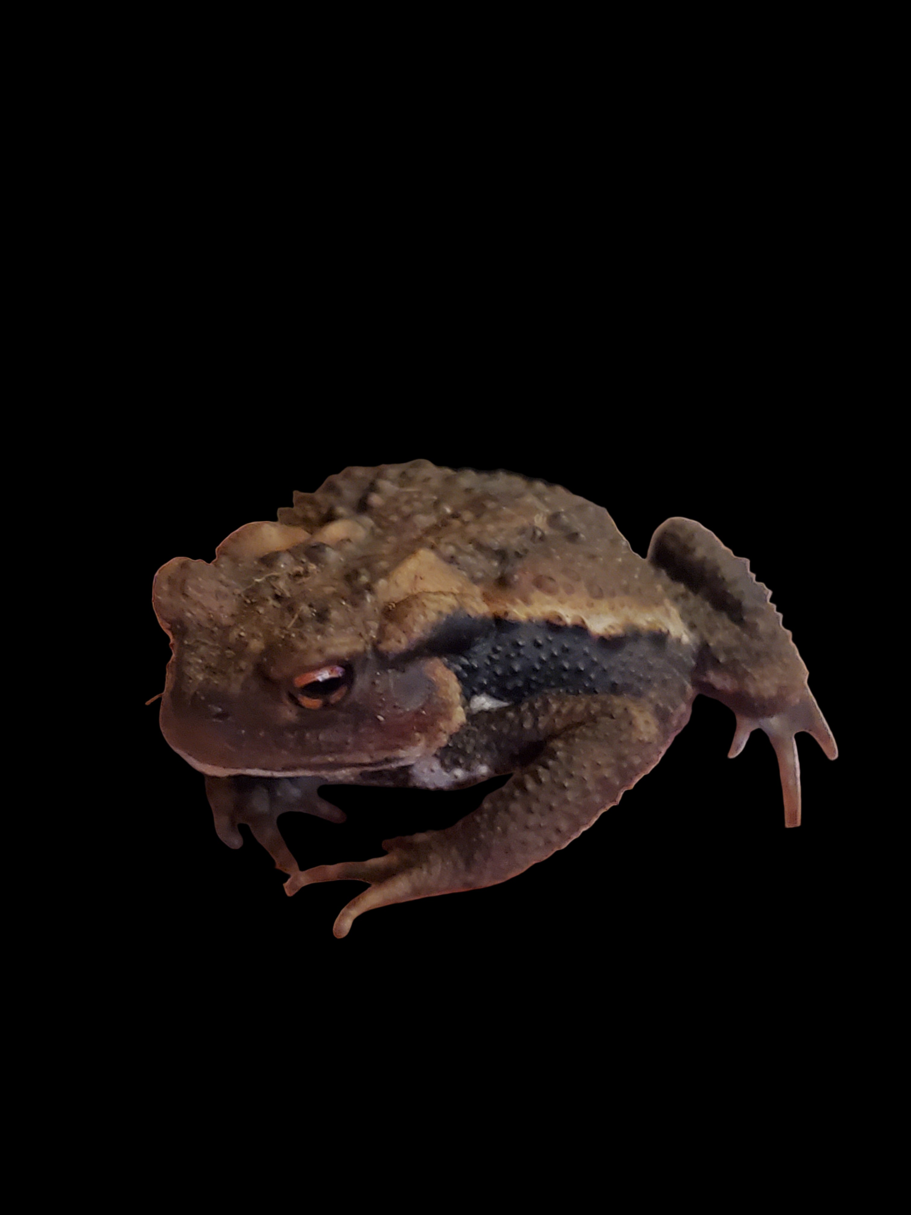 Crapaud commun du Japon (Bufo japonicus)