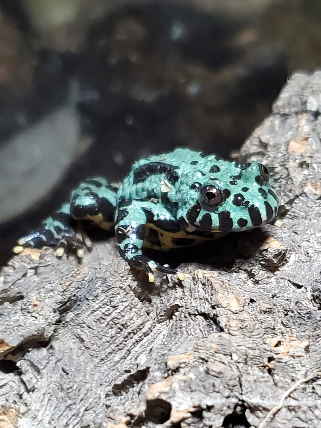 Bullfrog Axanthism Oriental Fire-bellied Toad (Axanthic)