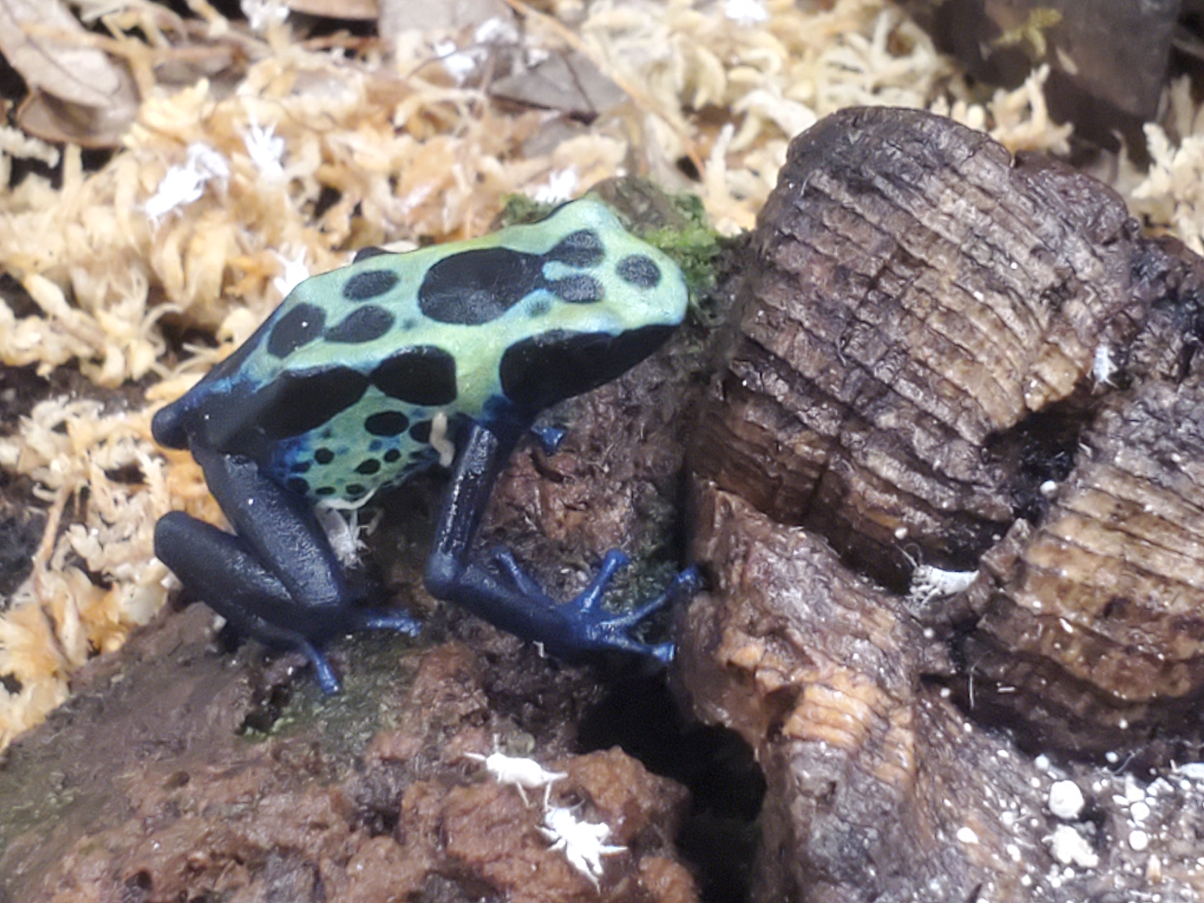 Dendrobates tinctorius 'Sipaliwini vert'