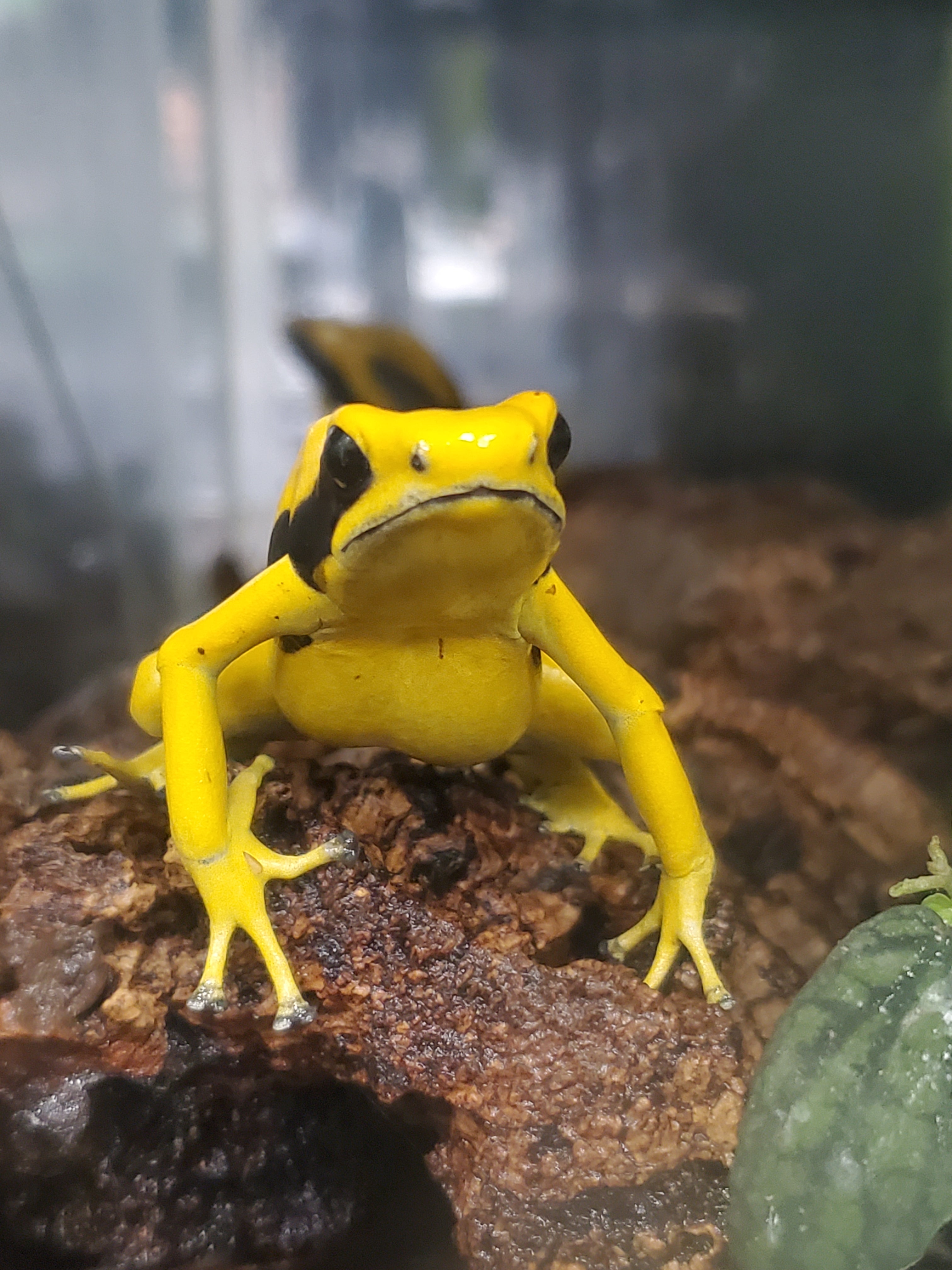Dendrobates tinctorius « Dos jaune »