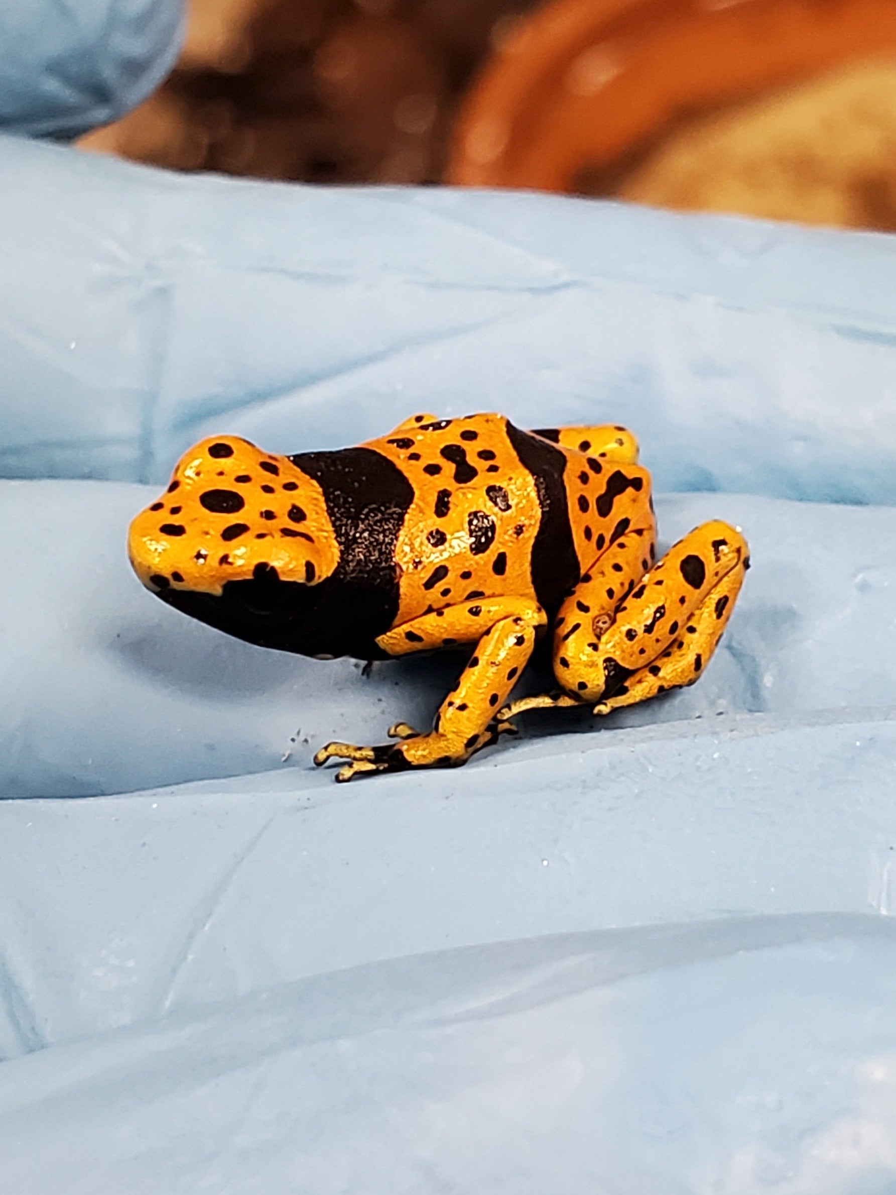 Dendrobates leucomelas "Bolivar fine spot"