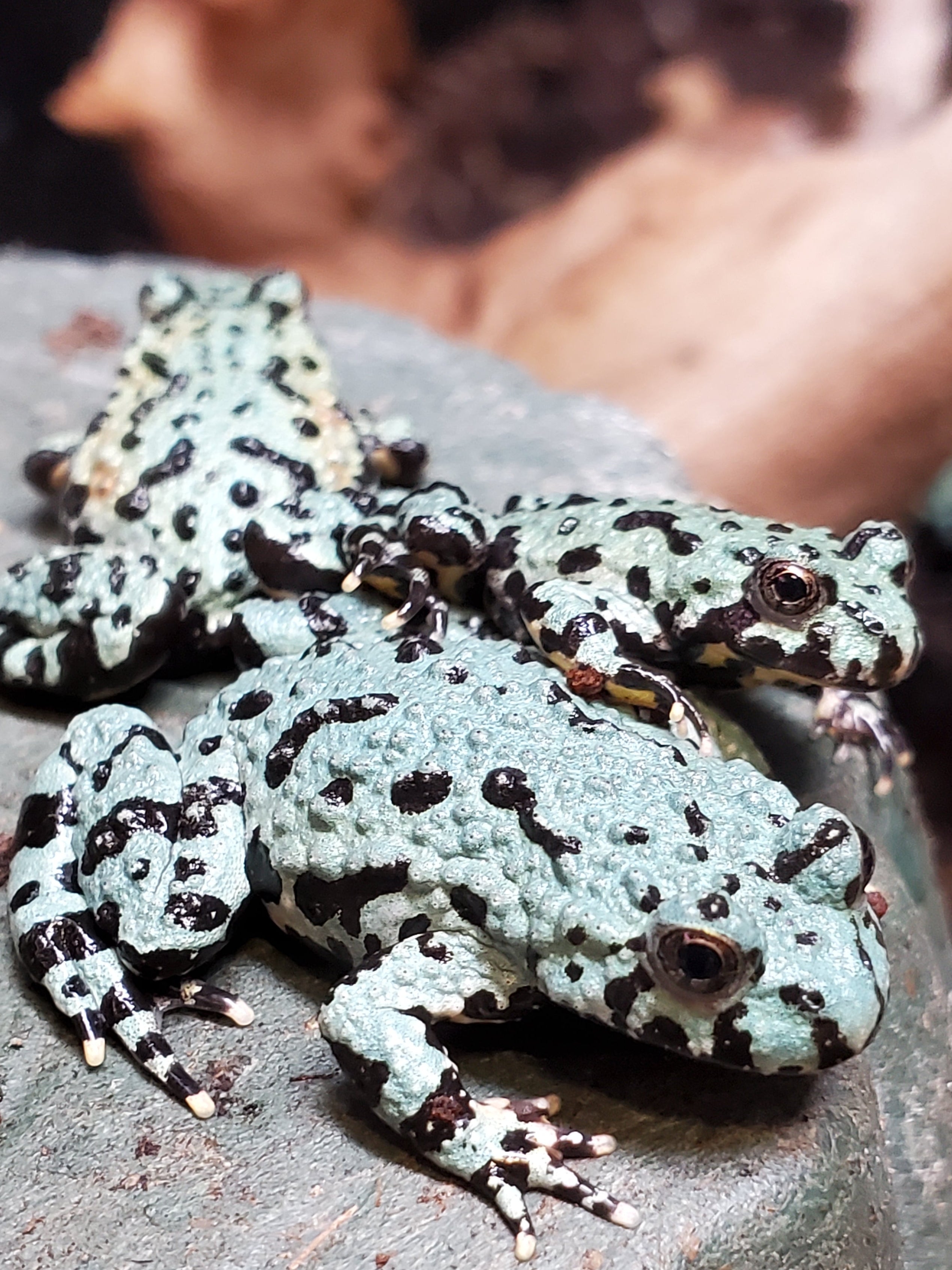★Toad★ Oriental Fire-bellied Toad (Axanthic)