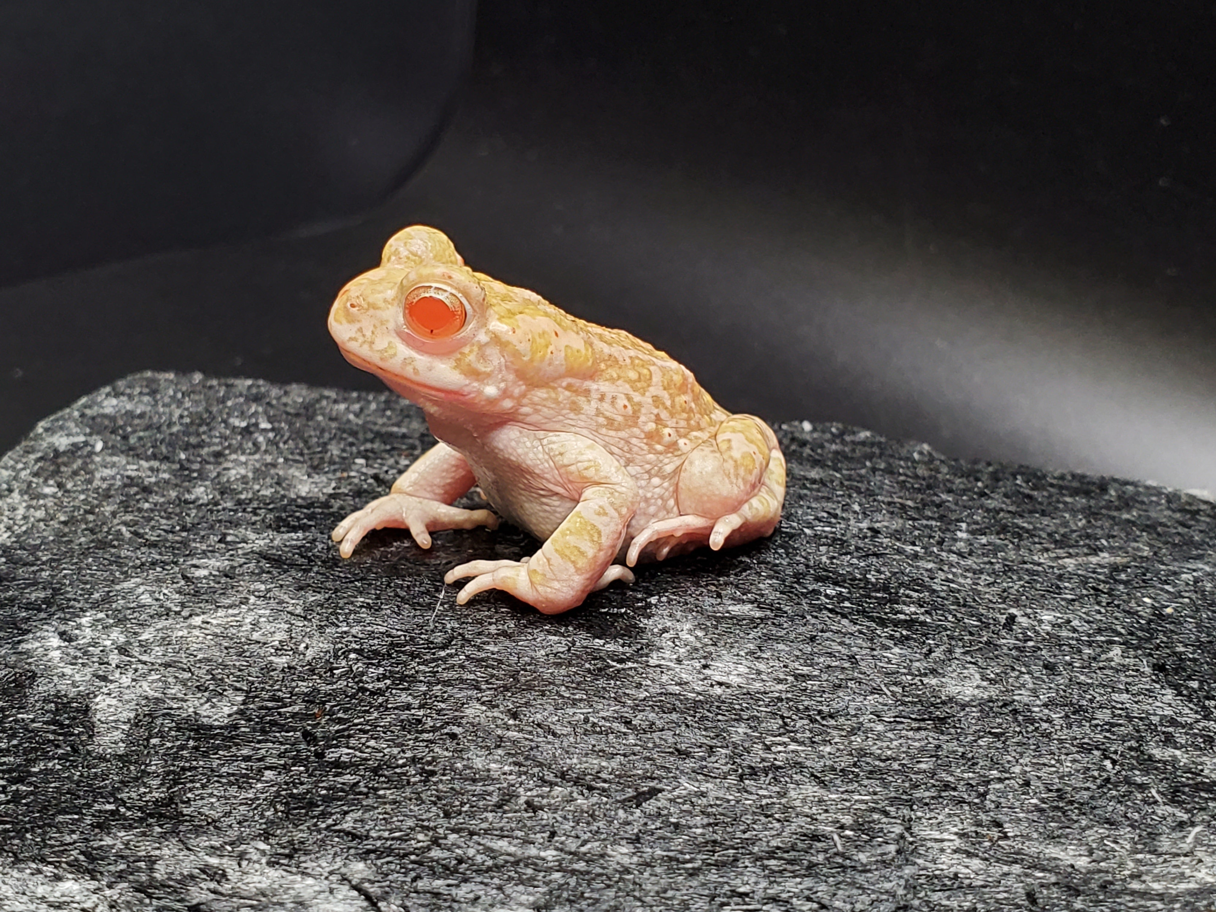 Crapaud vert albinos européen - Couples seulement