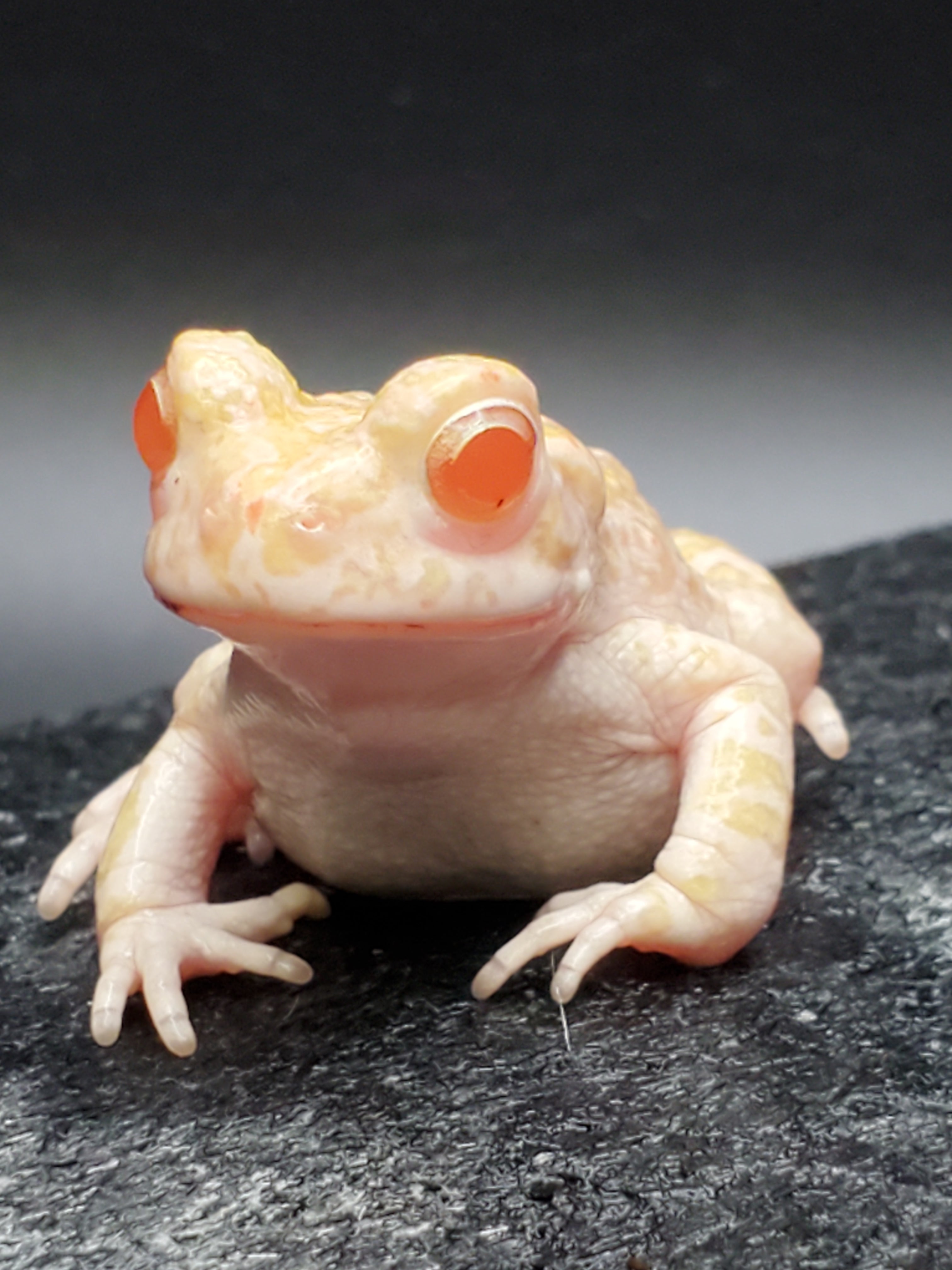 Crapaud vert albinos européen - Couples seulement
