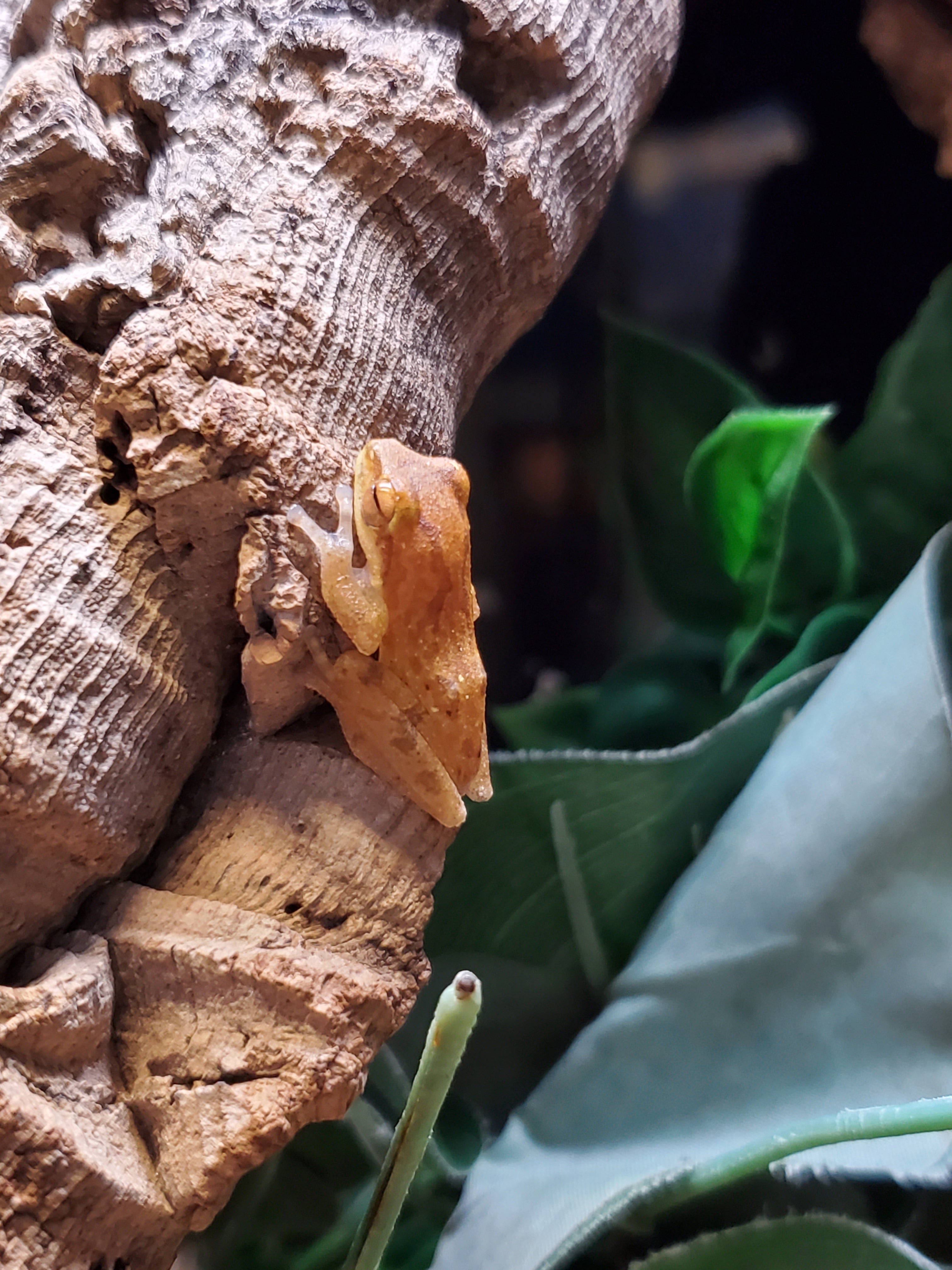 Collett's Whipping Frog