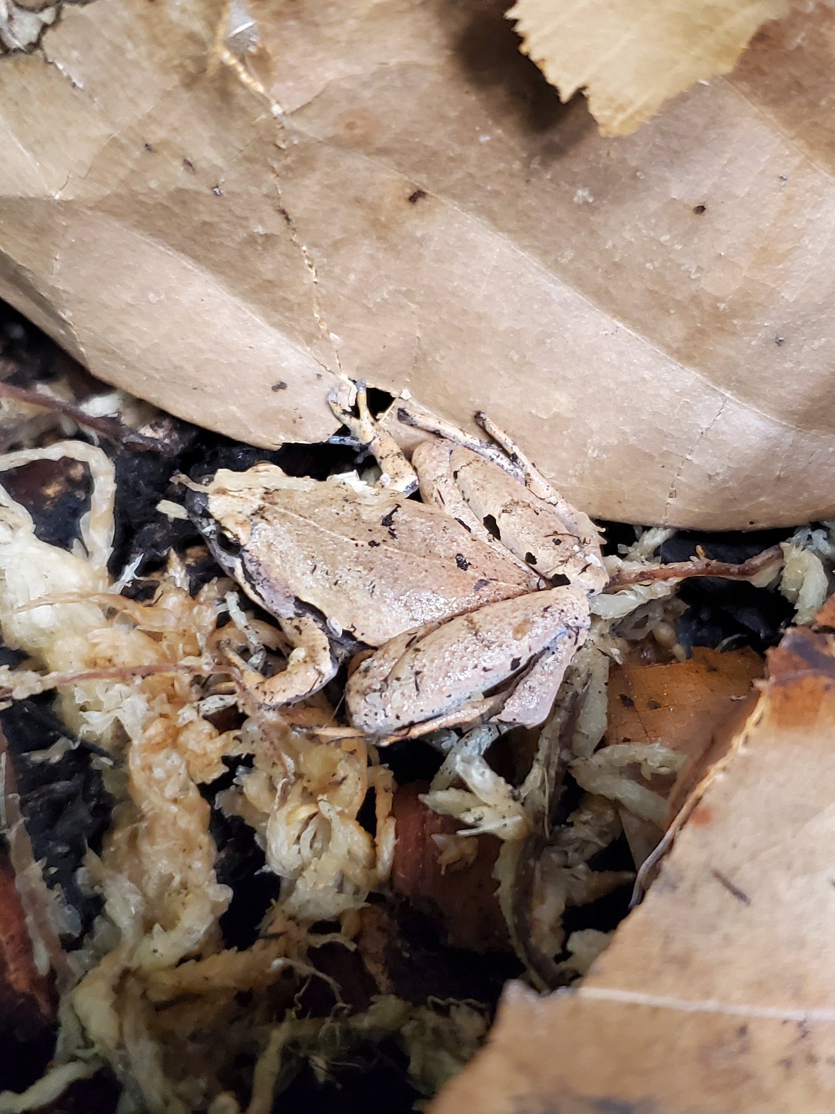 Javan Chorus Frog