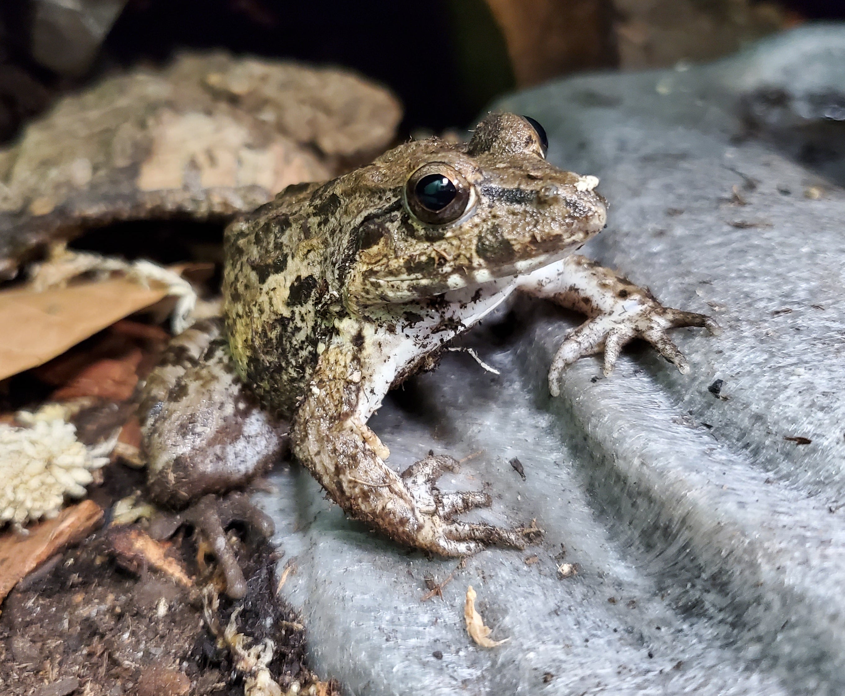 Crab-eating Frog (Fejerraya cantiviral)