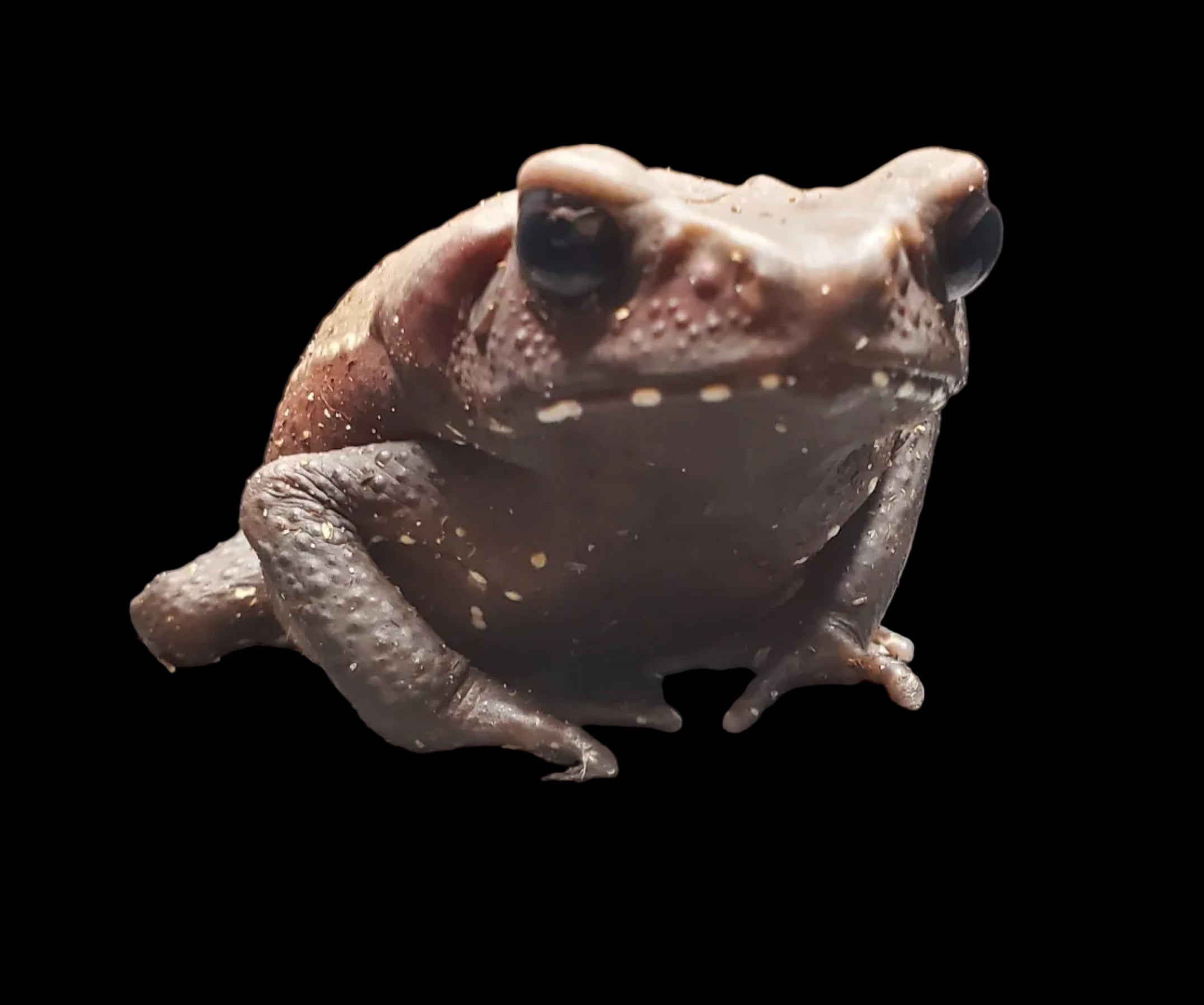 Smooth-sided Toad (Rhaebo guttatus)