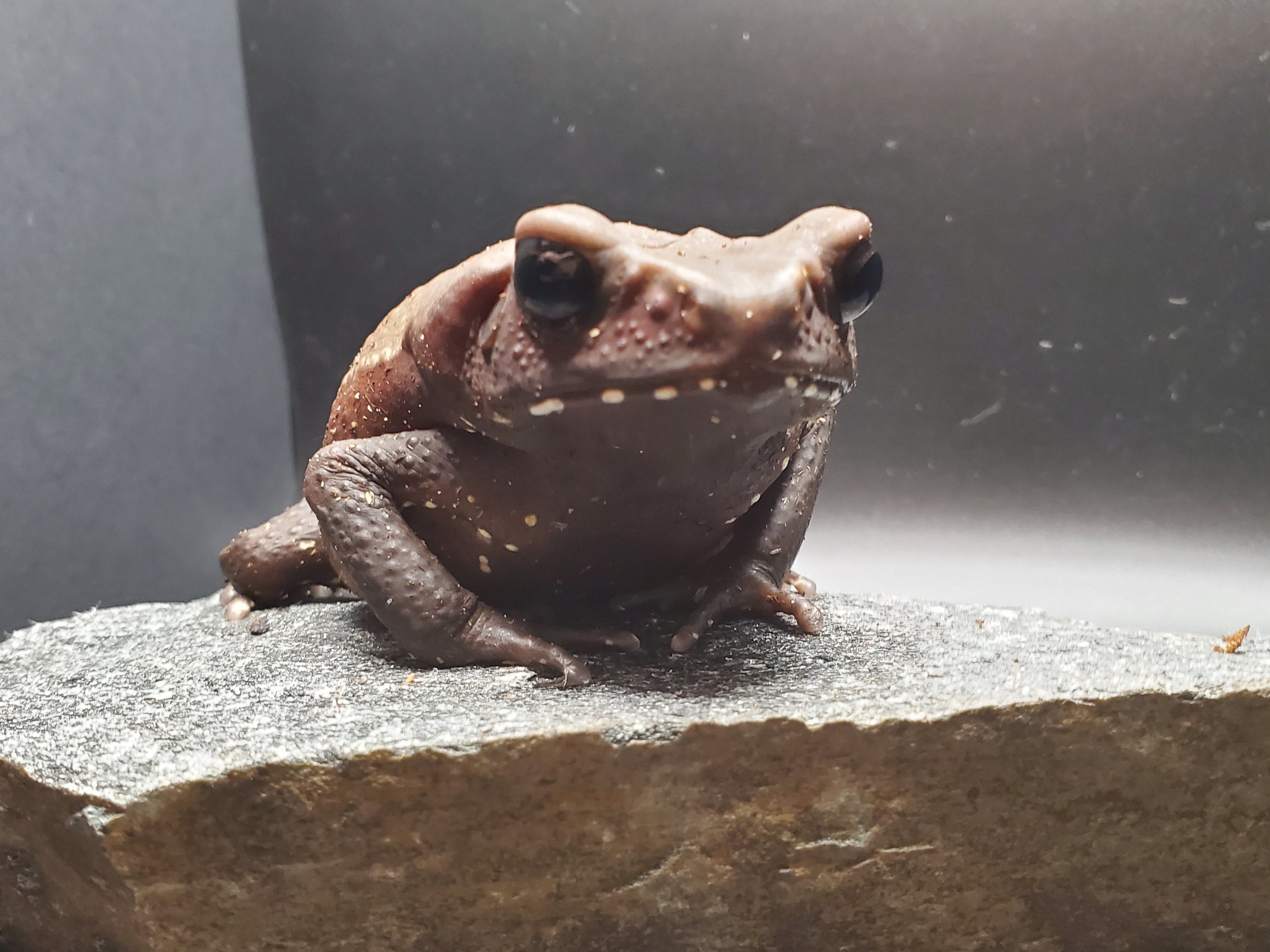 Crapaud à flancs lisses