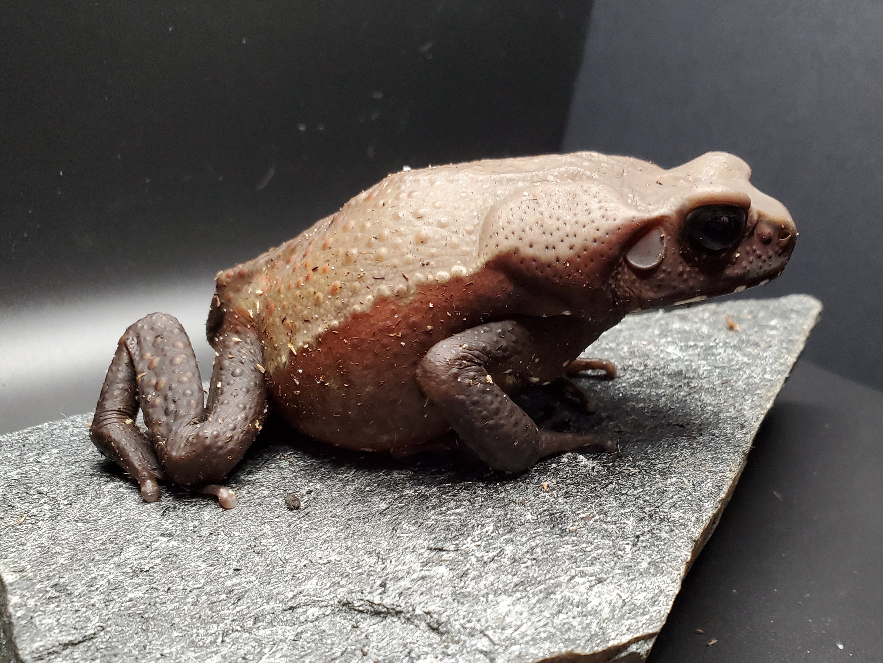 Crapaud à flancs lisses