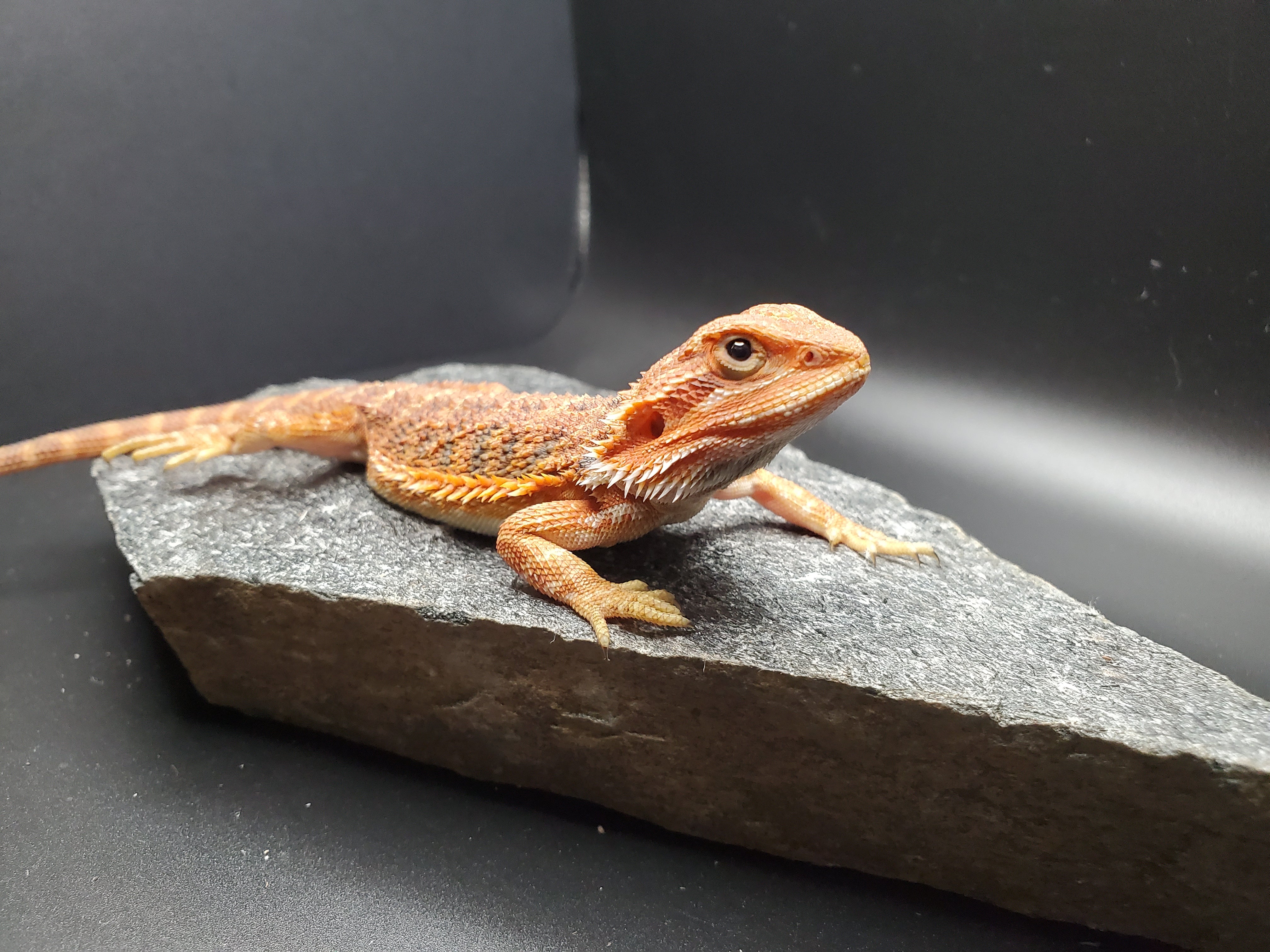 Bearded Dragon (Ultra High Colour Translucent)
