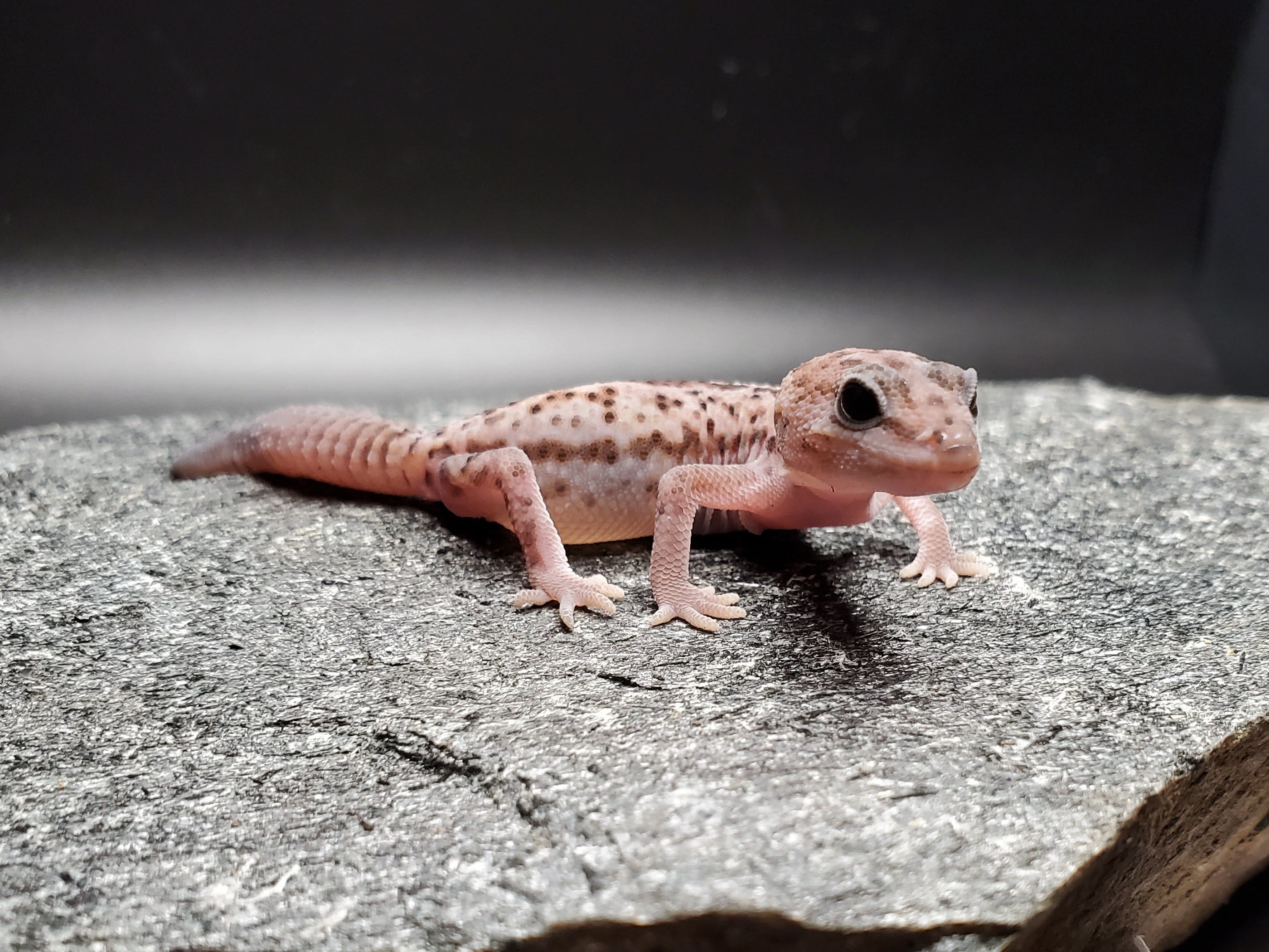 African Fat-tailed Gecko (Whiteout Patternless)