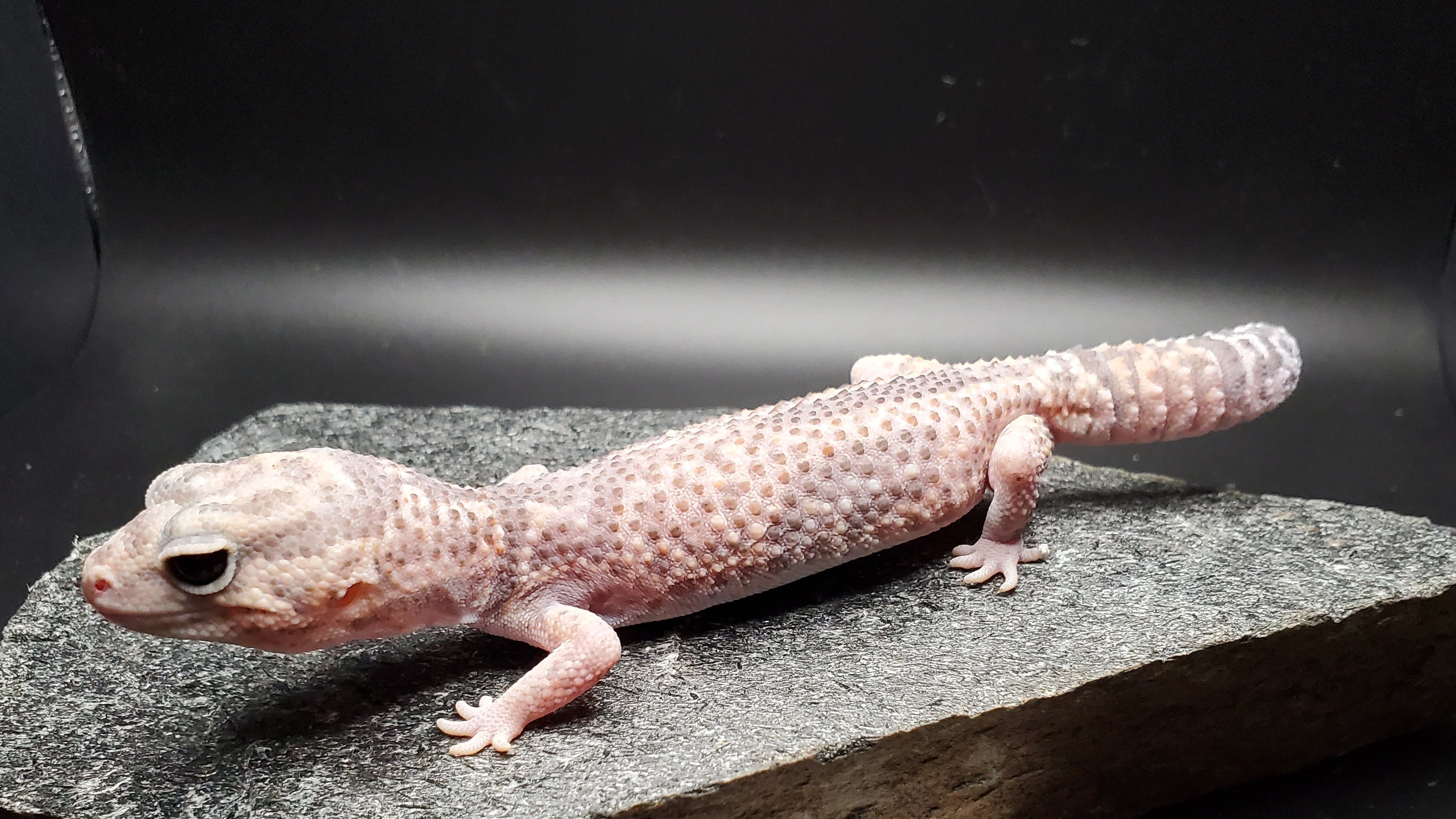 African Fat-tailed Gecko (Ghost Jungle)