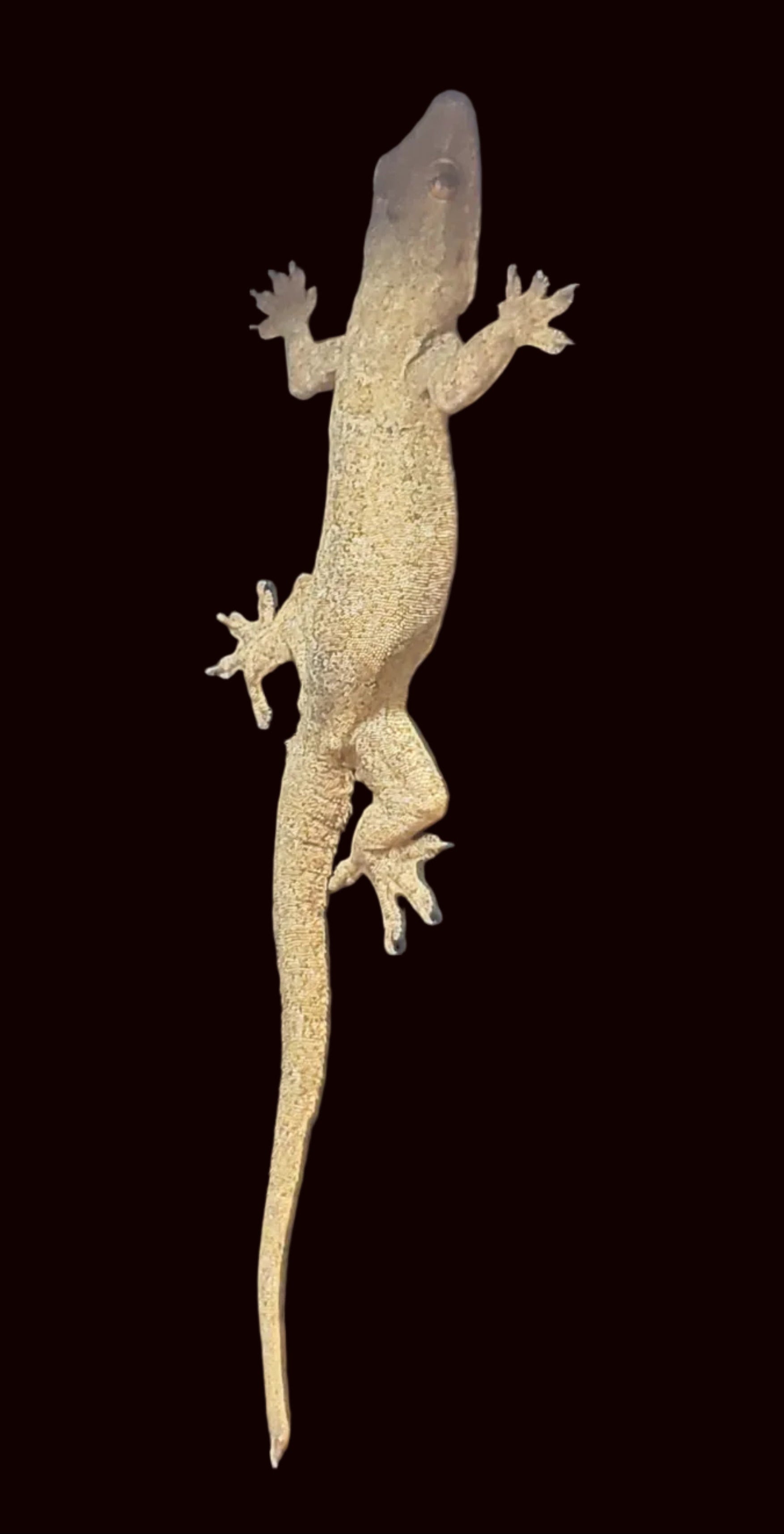 Gecko domestique (Hemidactylus spp.)
