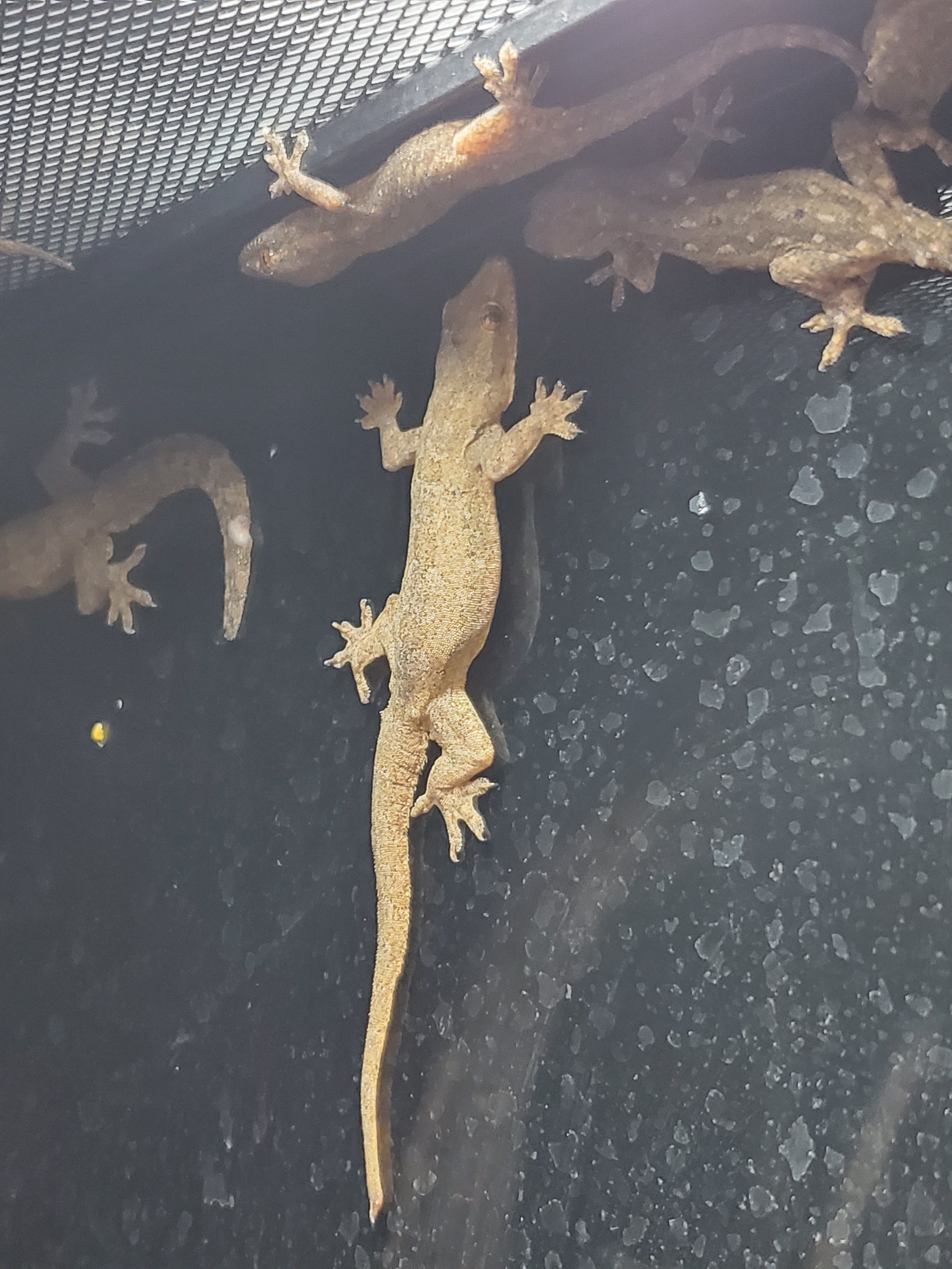 House Gecko (Hemidactylus spp.)