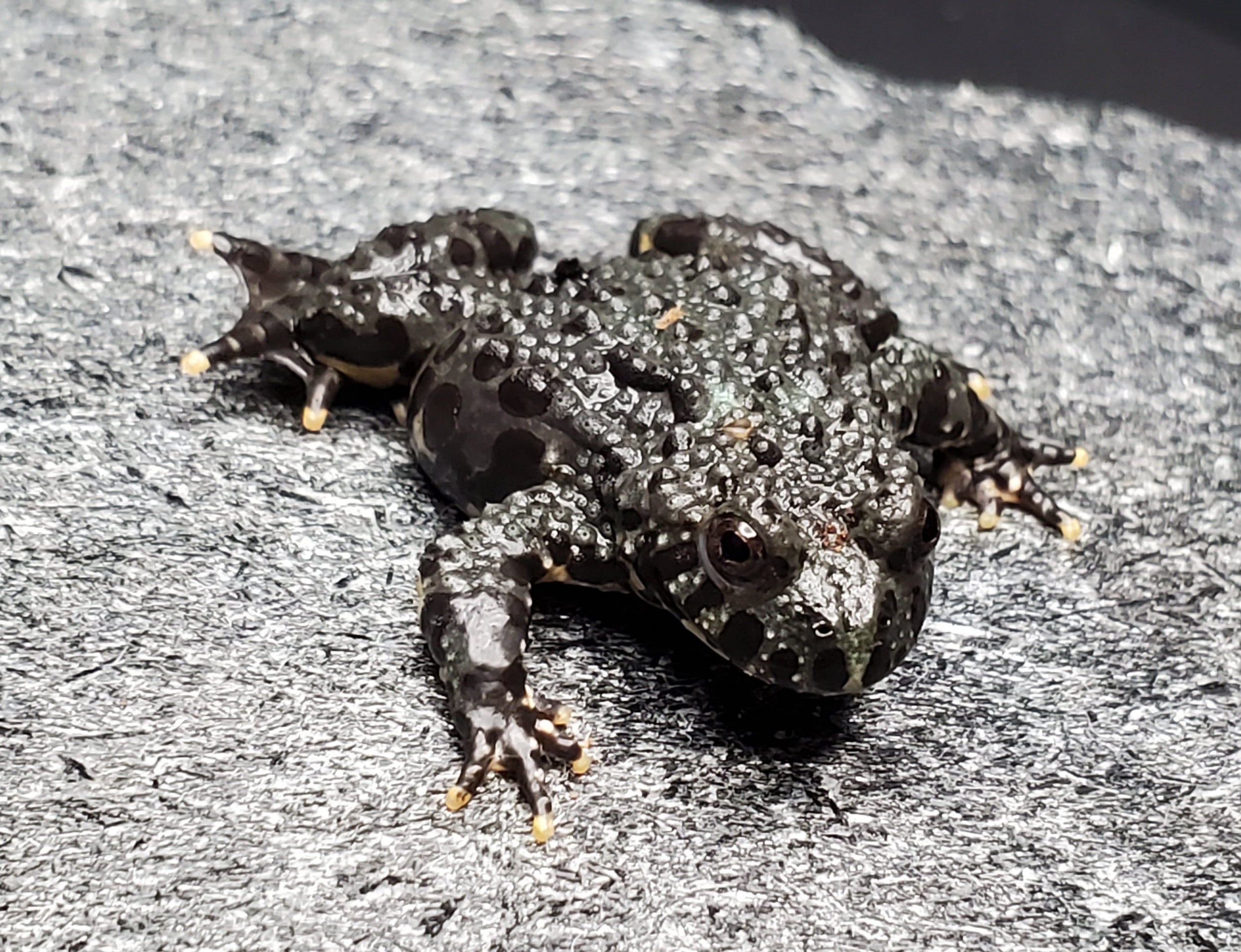 Oriental Fire-bellied Toad (Bombina orientalis)