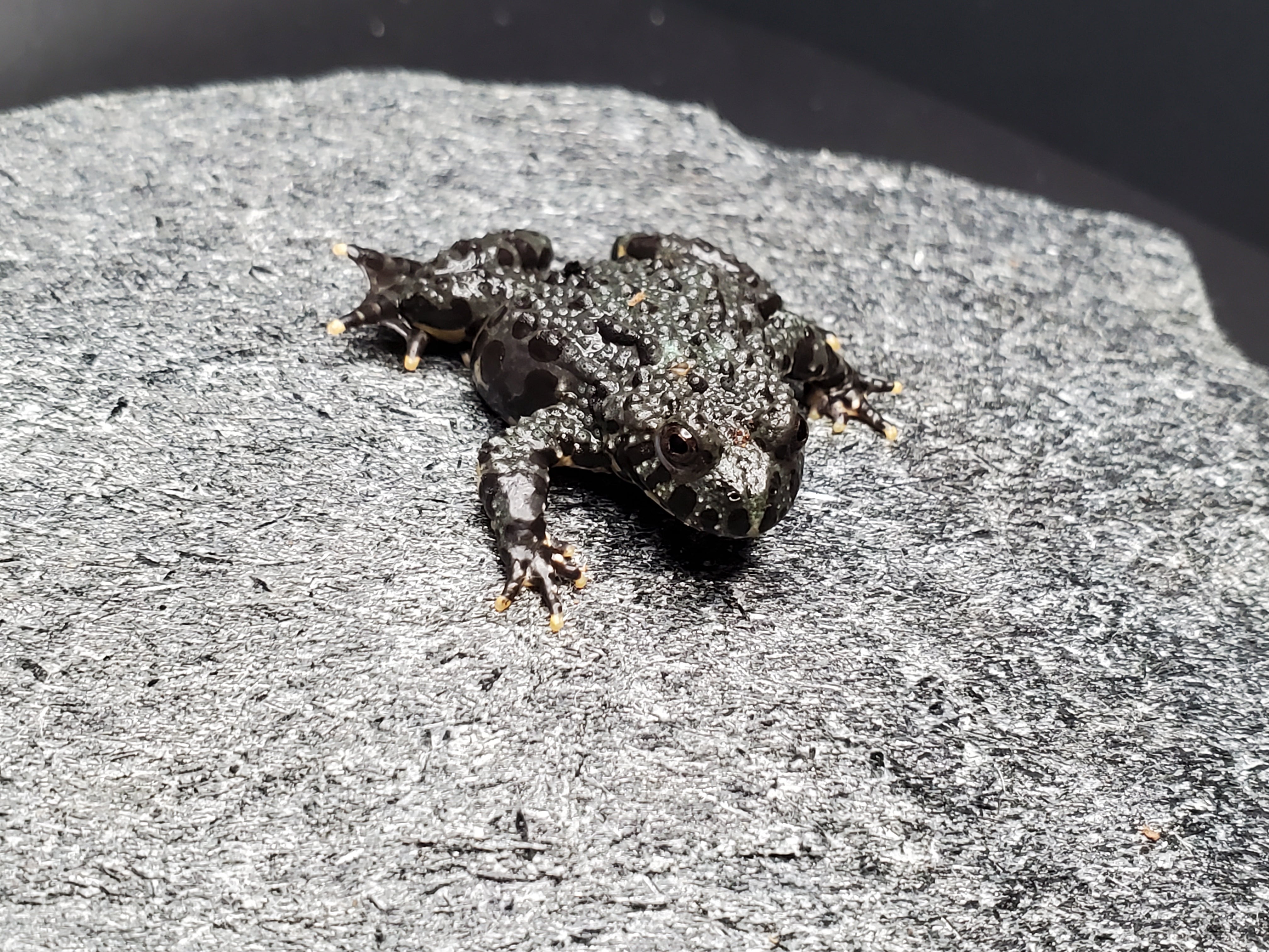 Oriental Fire-bellied Toad (Bombina orientalis)