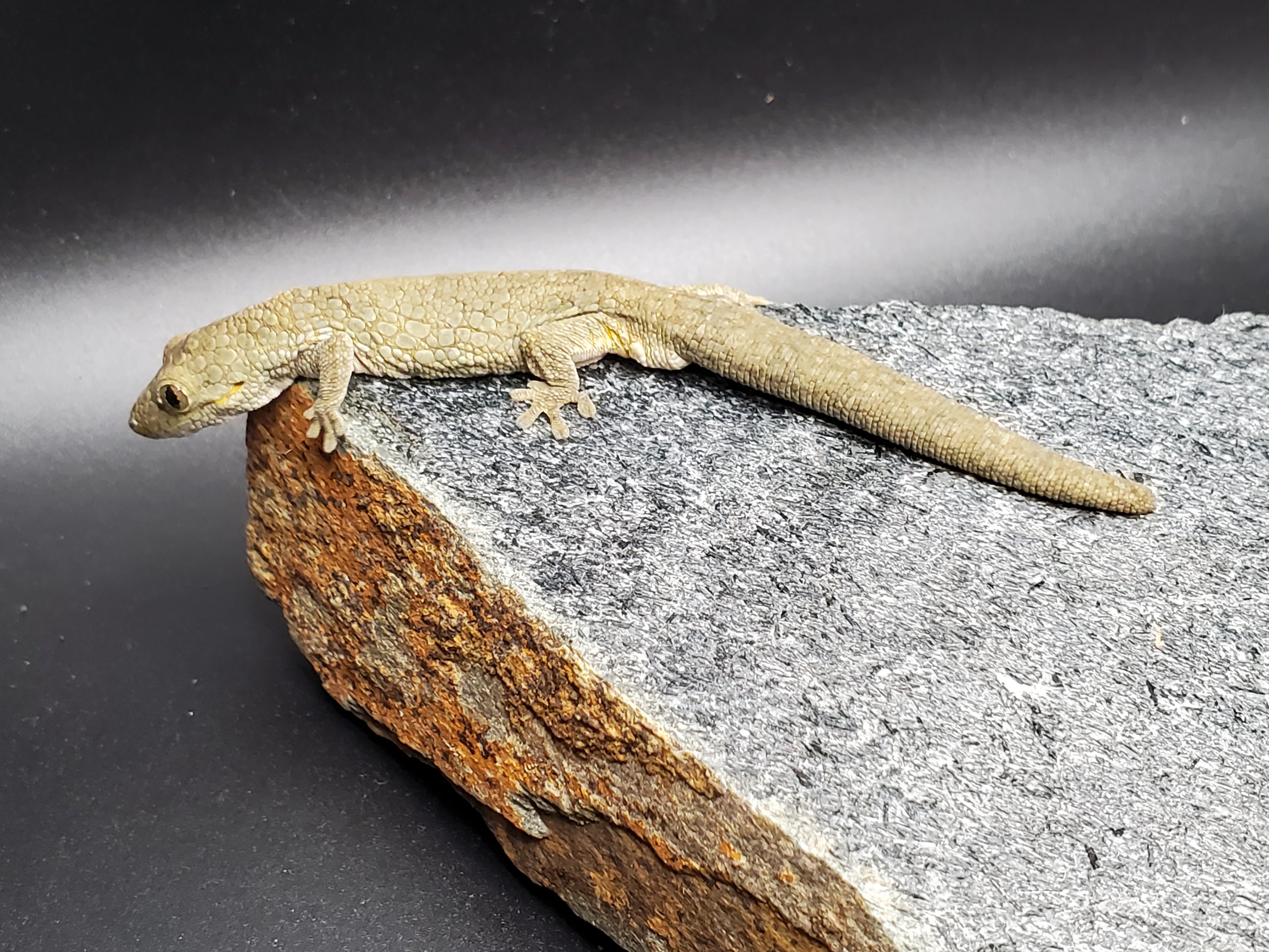 Western Chameleon Gecko (Eurydactylodes occidentalis)