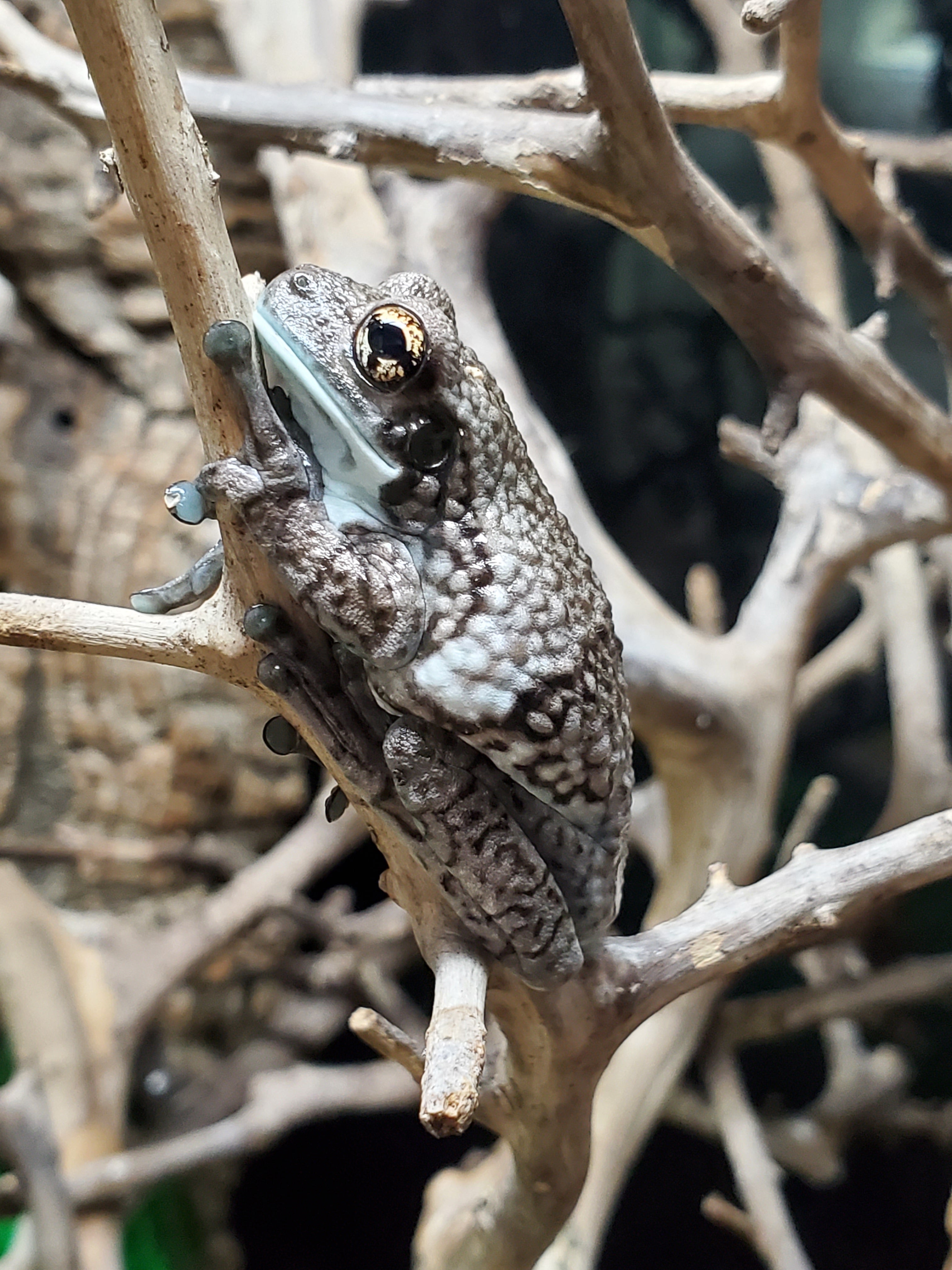 Veined Milk Frog (Trachycephalus typhonius)