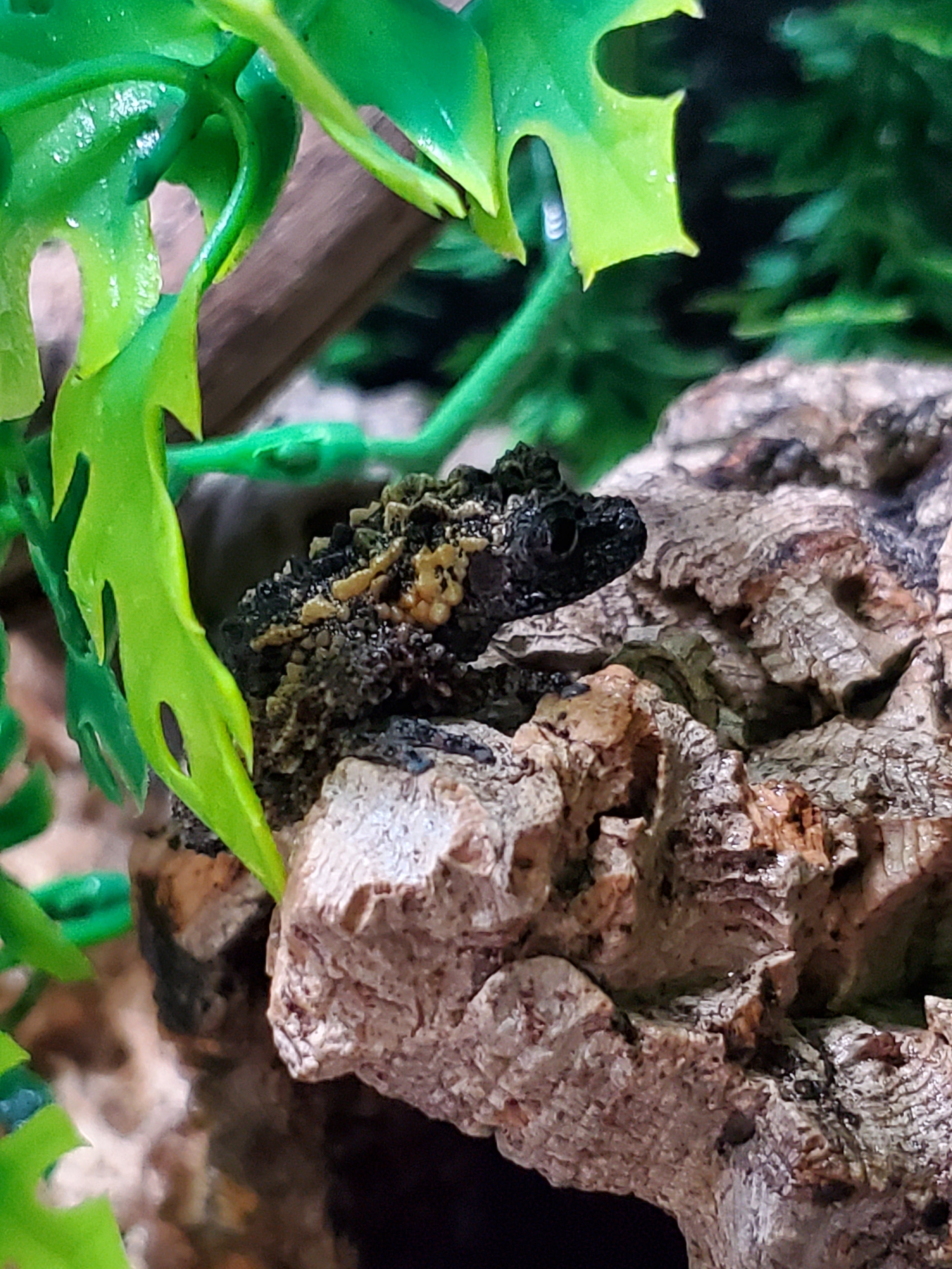Lava Mossy Frog (Theloderma gordoni)