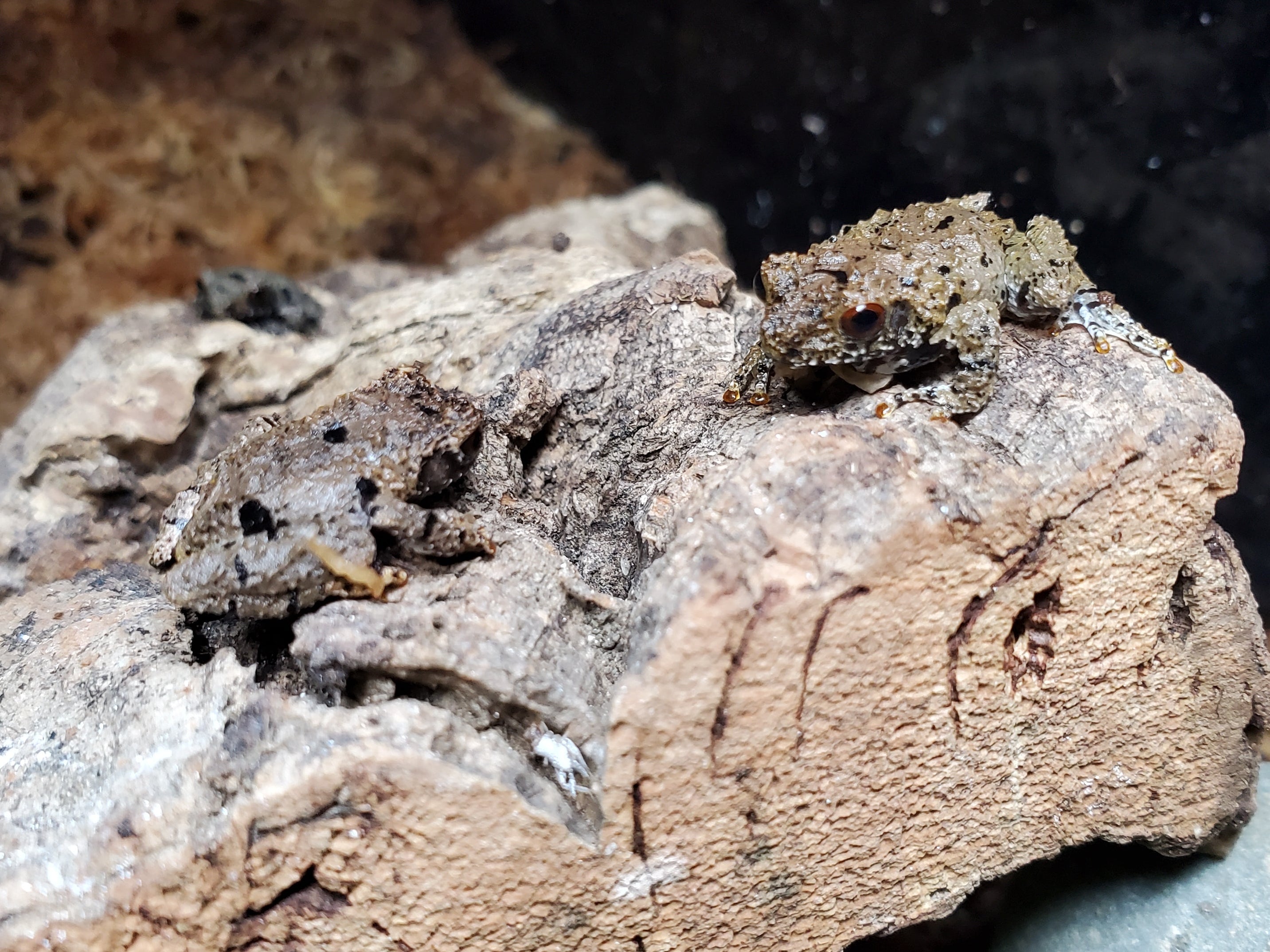 Chinese Micro Mossy Frog (Theloderma rhododiscus)