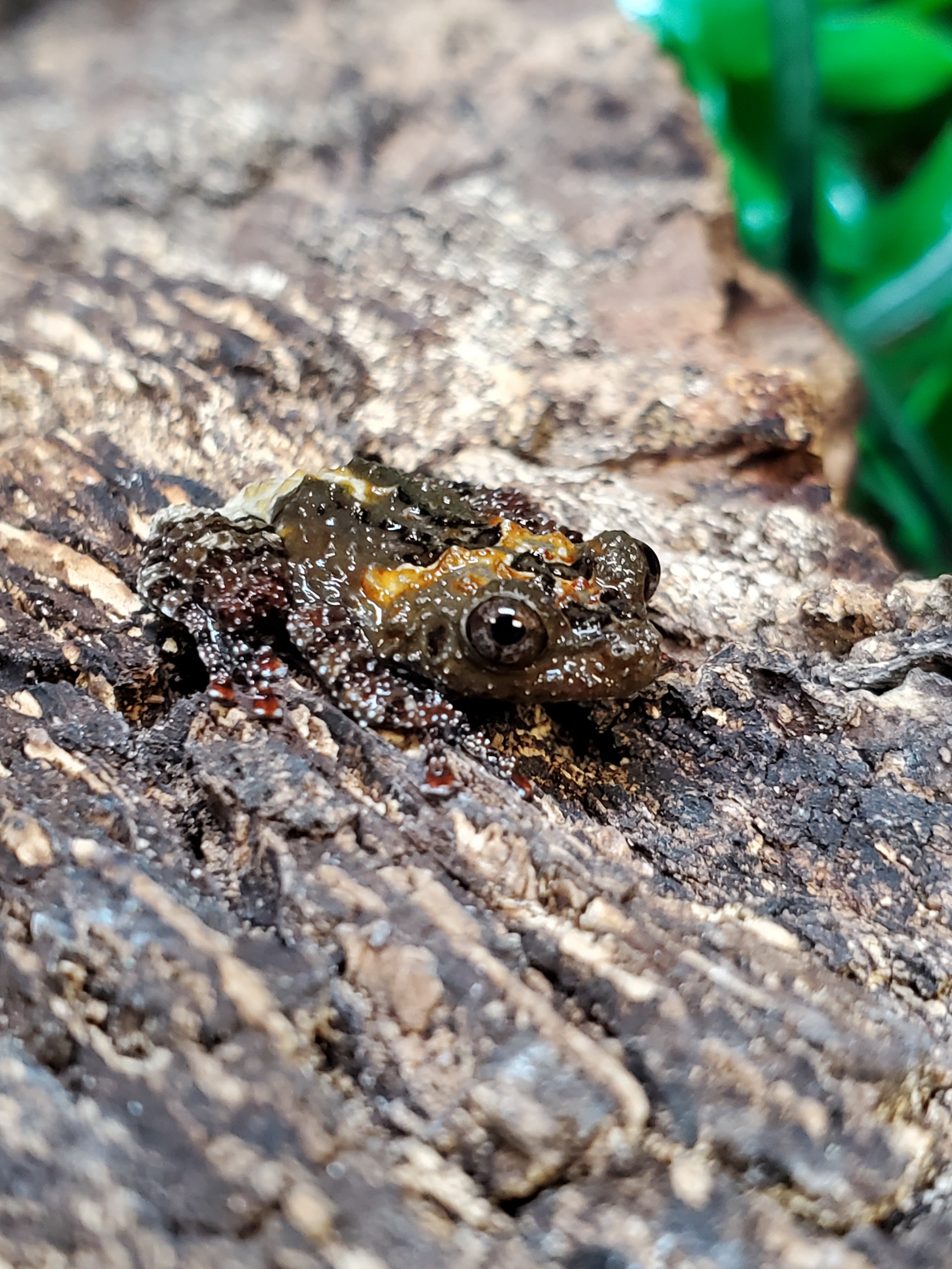 Vietnamese Bug-Eyed Mossy Frog (Theloderma vietnamense)