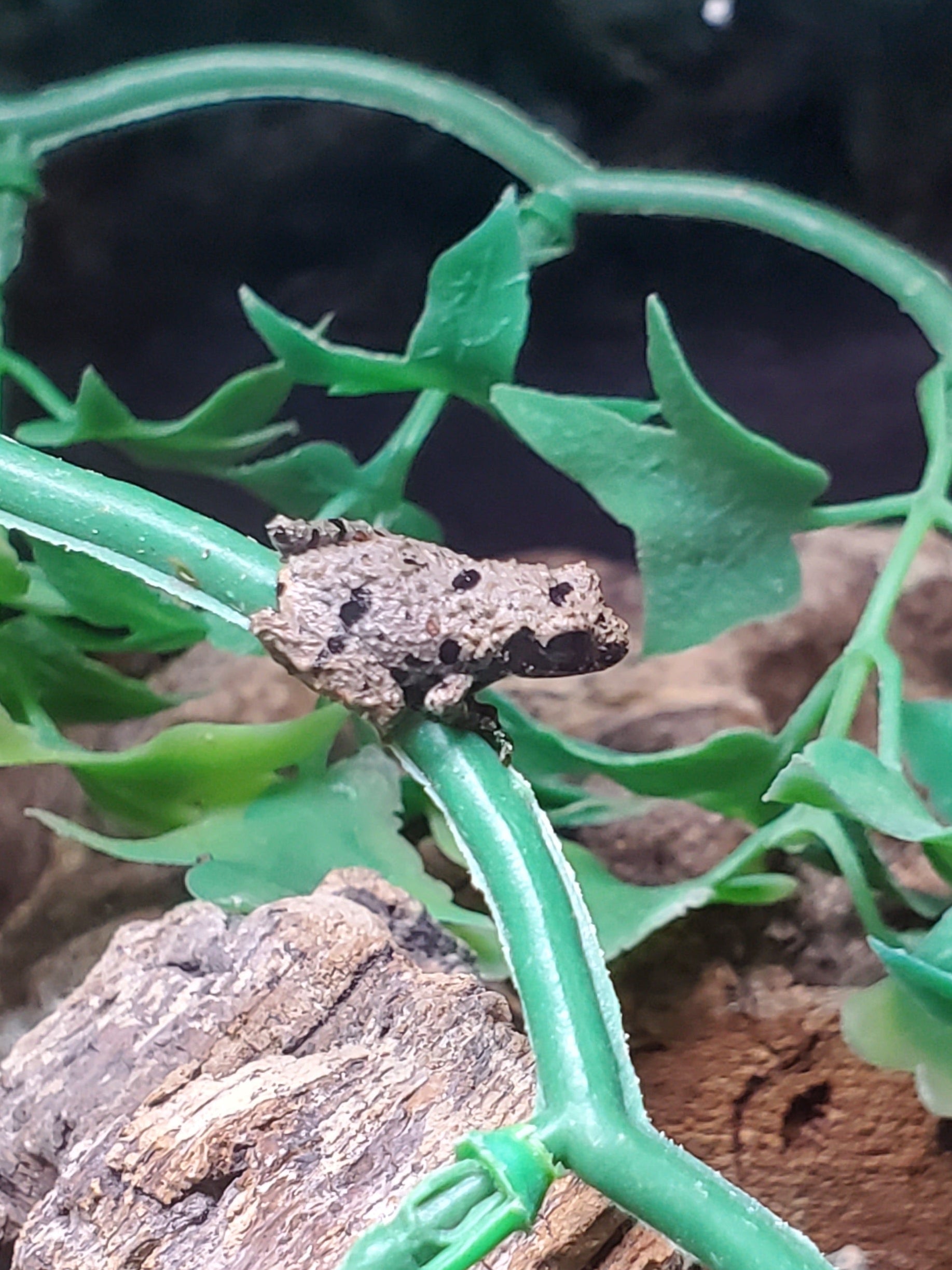 Chinese Micro Mossy Frog (Theloderma rhododiscus)