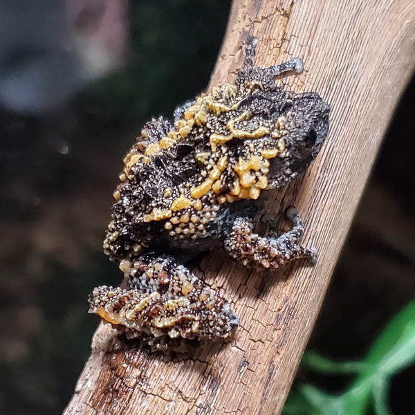 Lava Mossy Frog (Theloderma gordoni)