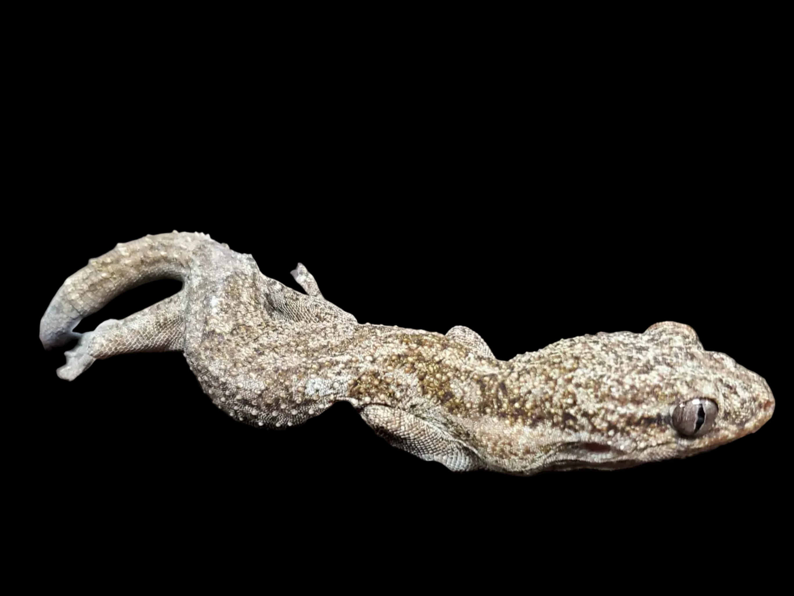 Sakalava Velvet Gecko (Blaesodactylus sakalava)