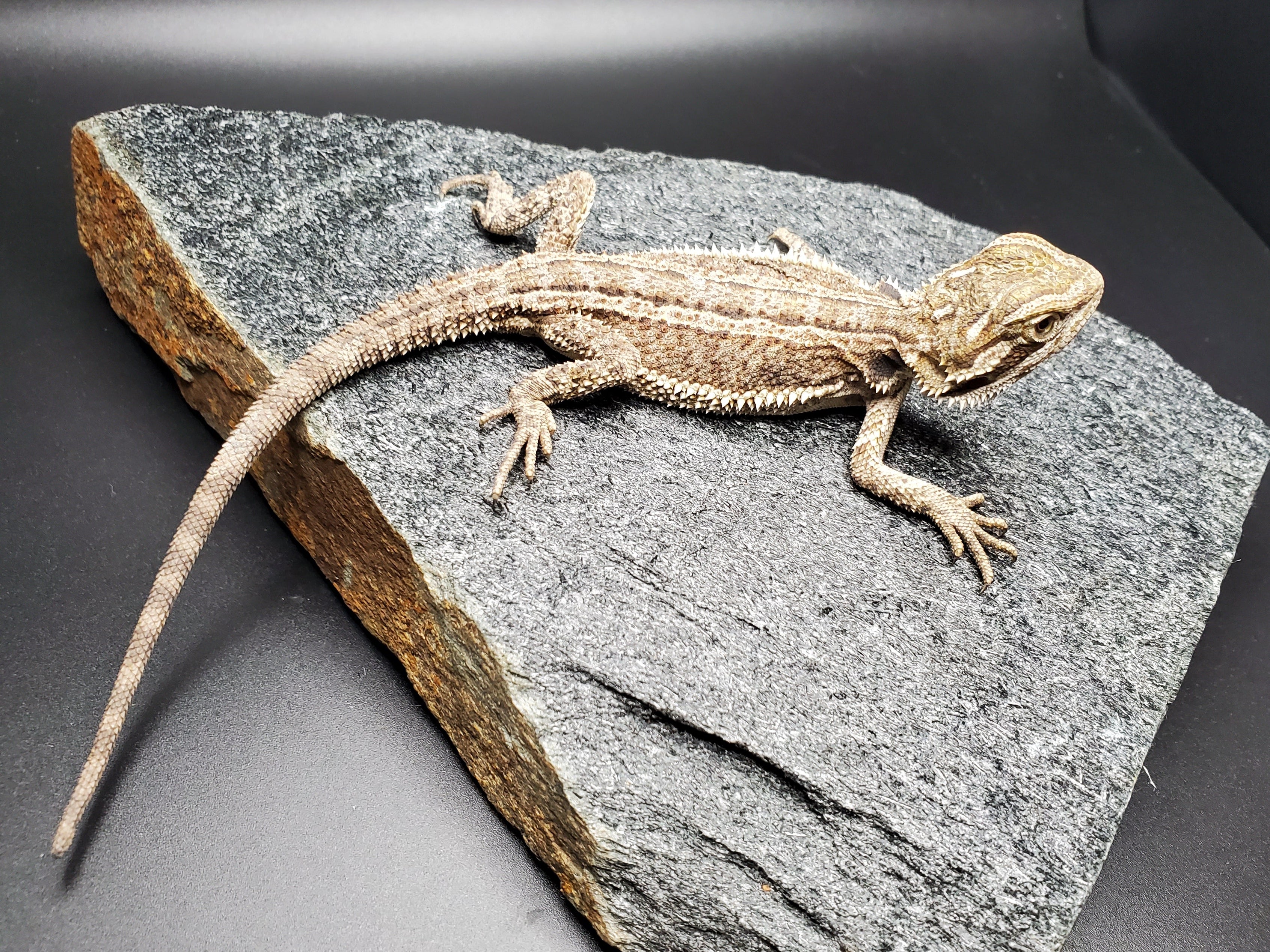 Bearded Dragon (Striped)