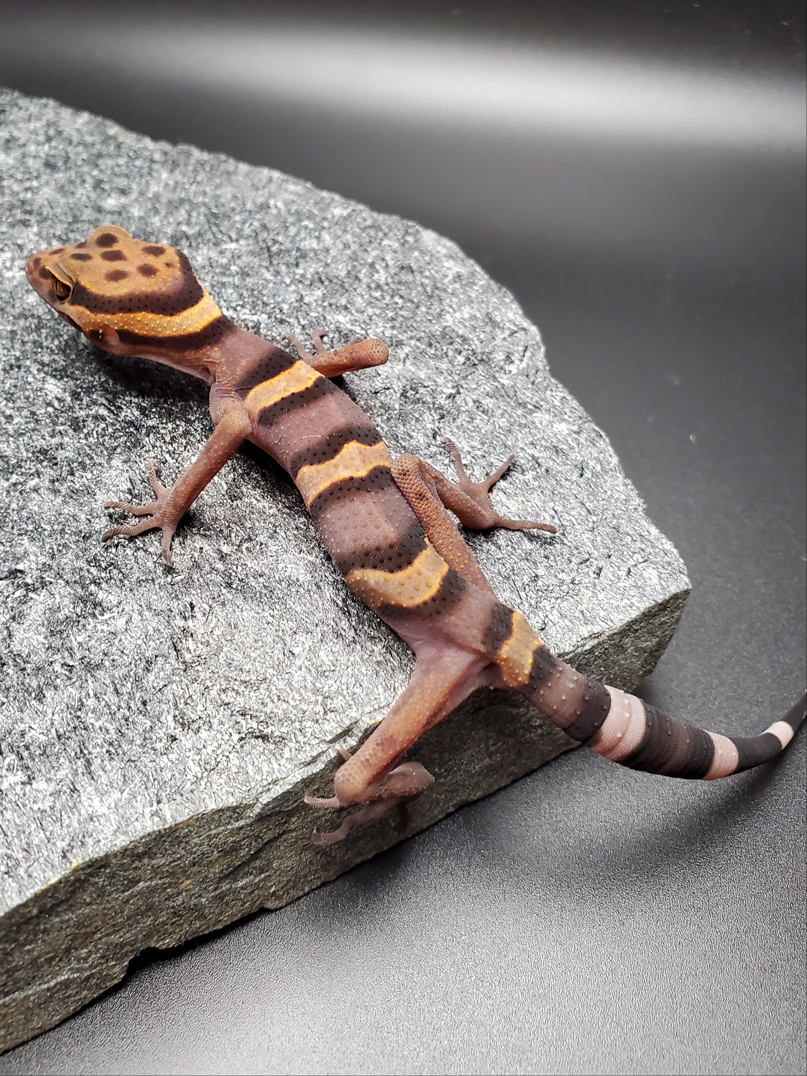 Vietnamese Cave Gecko (Goniurosaurus araneus)
