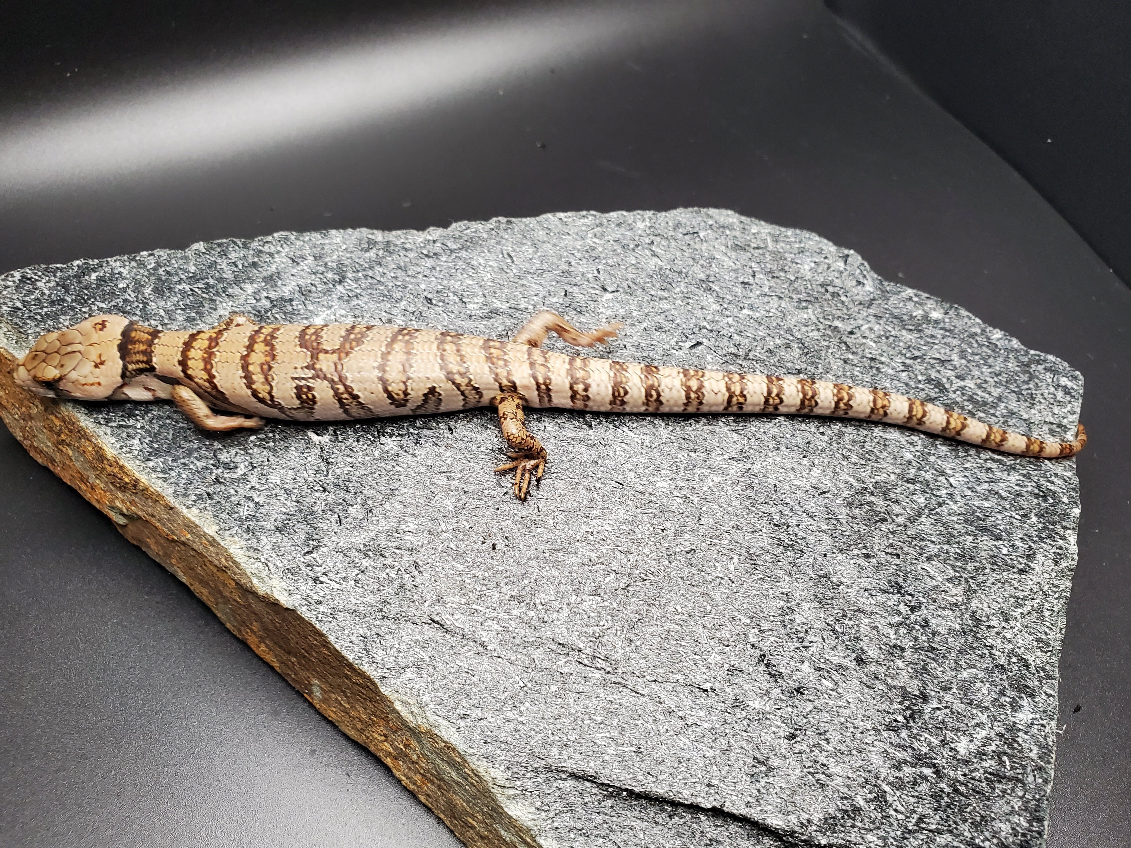 Pink-tongued Skink (Cyclodomorphus gerrardii)