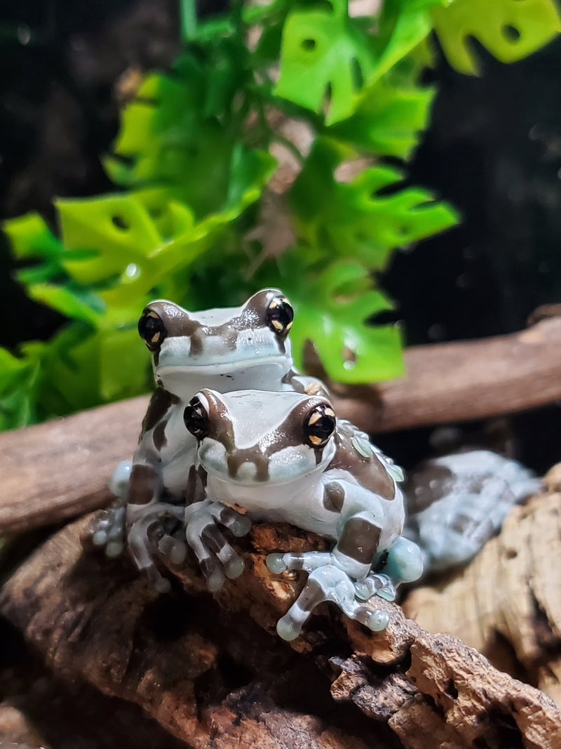 Reptile - Livestock/All Amphibians/Tree Frogs