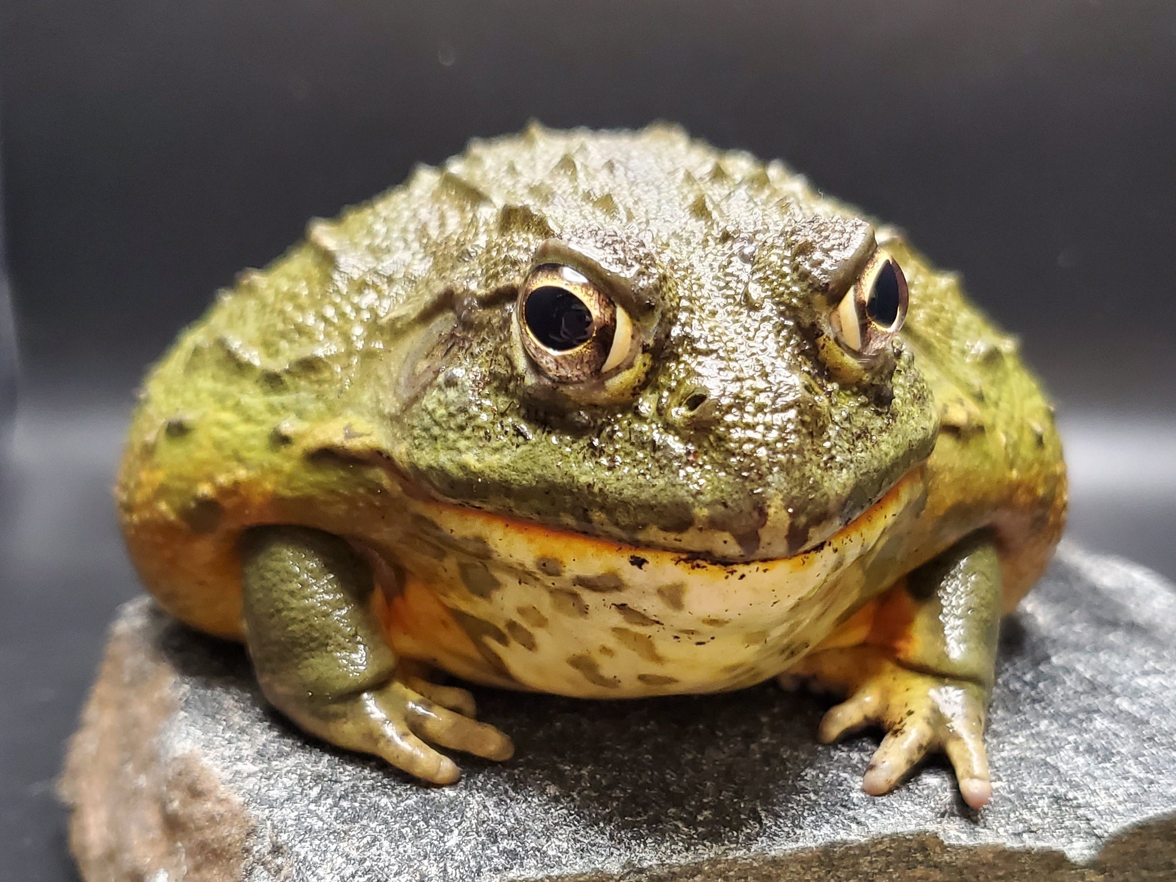 Sub-Adult Female African Pyxie Bullfrog (Pyxicephalus adspersus)
