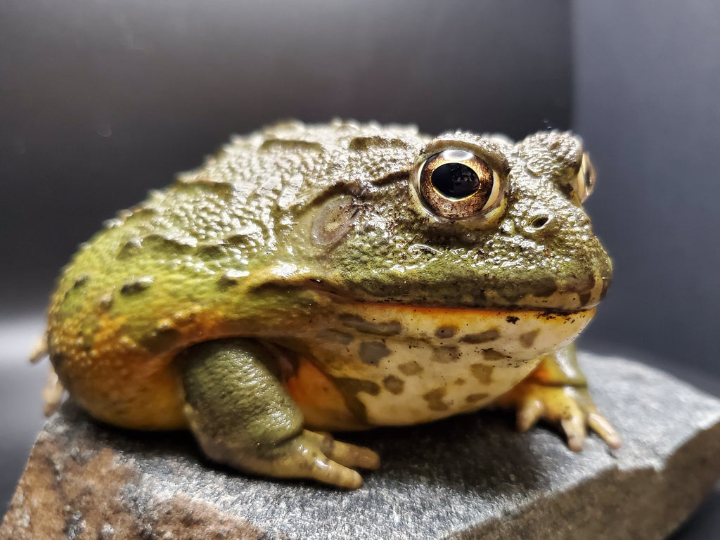 Sub-Adult Female African Pyxie Bullfrog (Pyxicephalus adspersus)