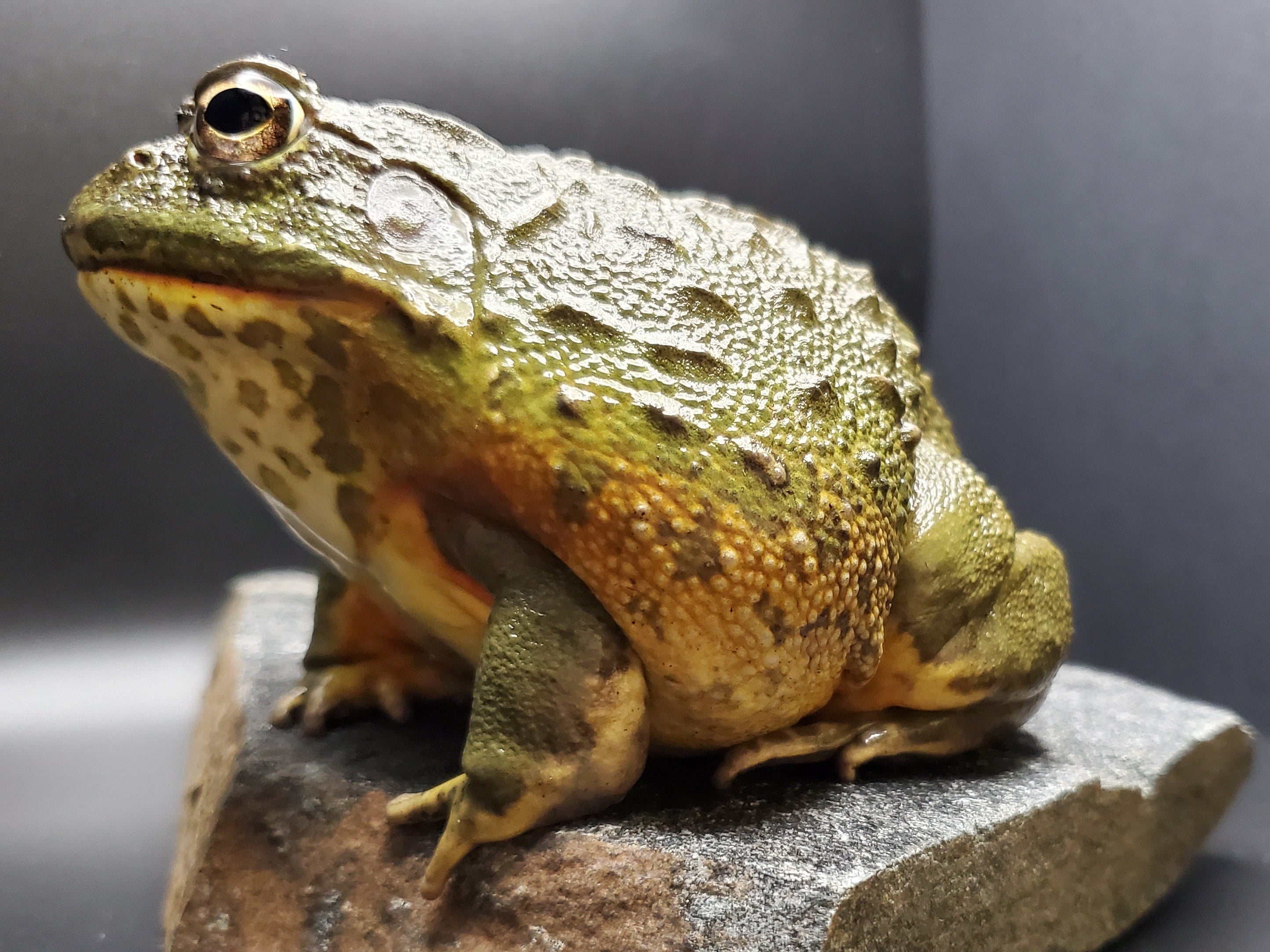 Sub-Adult Female African Pyxie Bullfrog (Pyxicephalus adspersus)