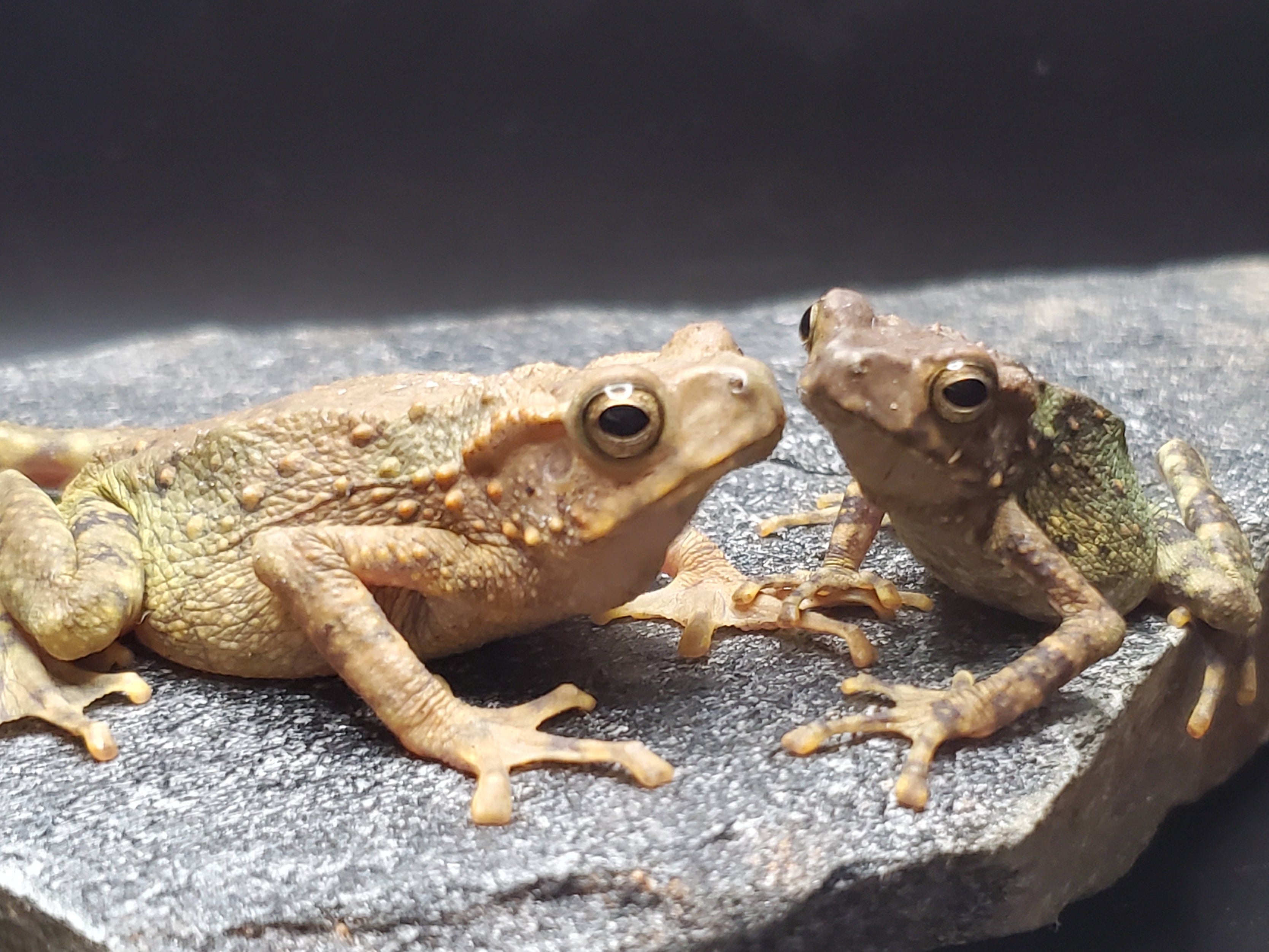CBB Yellow Spotted Climbing Toad (Rentapia flavomaculata)