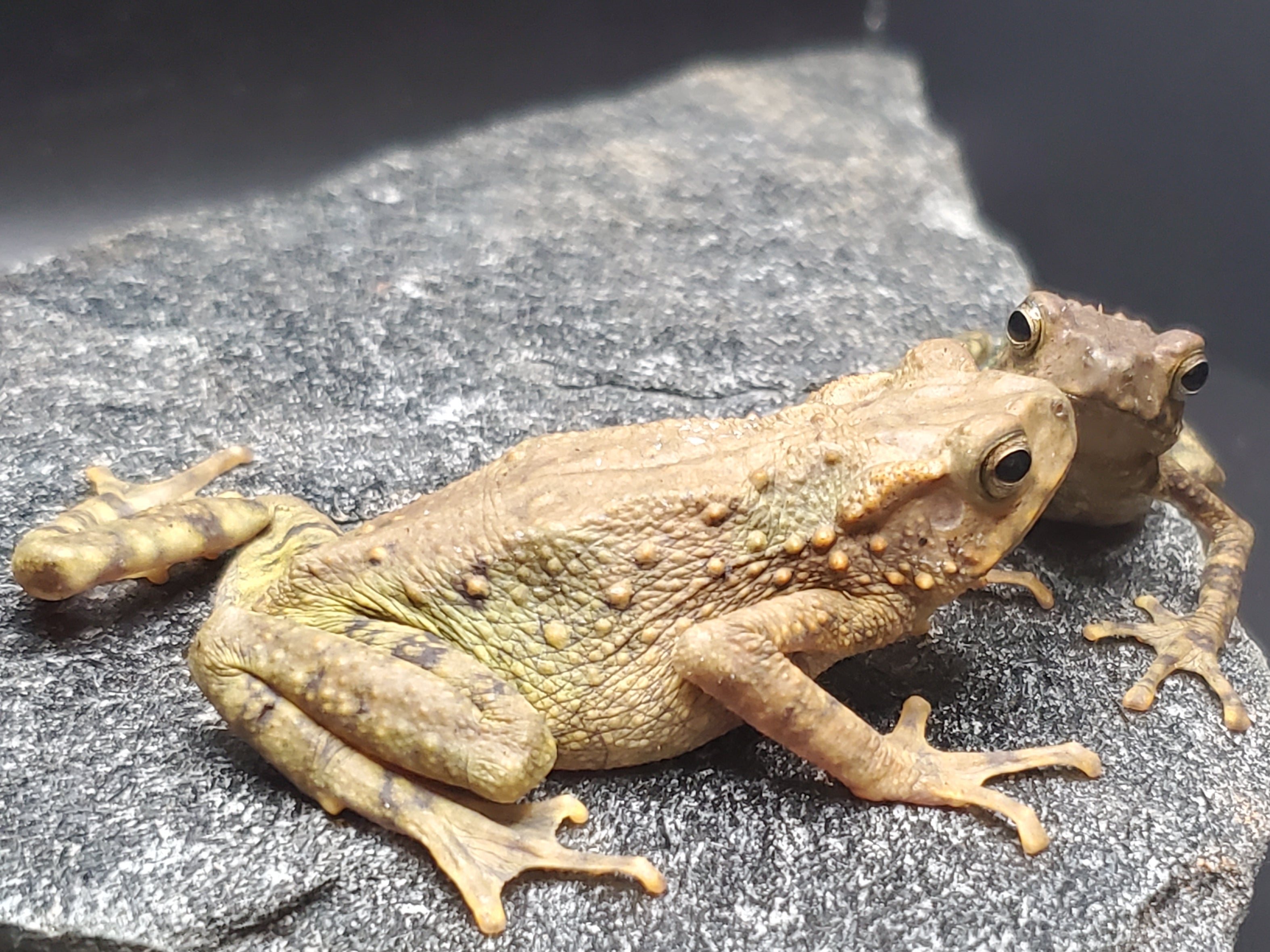 CBB Yellow Spotted Climbing Toad (Rentapia flavomaculata)