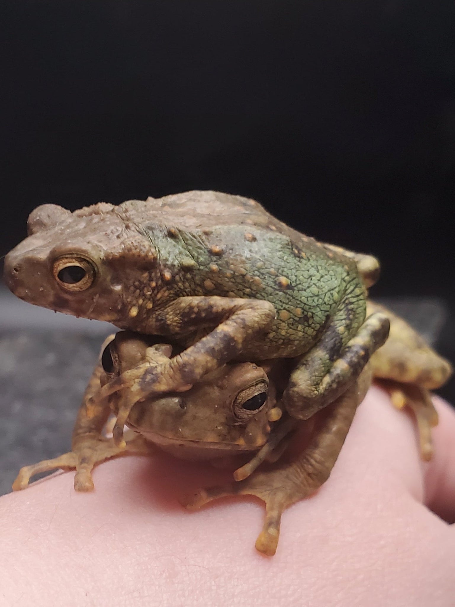 CBB Yellow Spotted Climbing Toad (Rentapia flavomaculata)