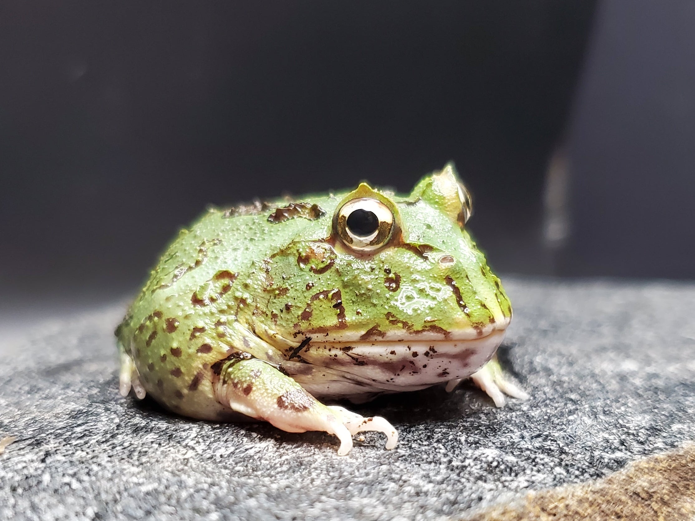 Pacman Frog (Peppermint Blue)