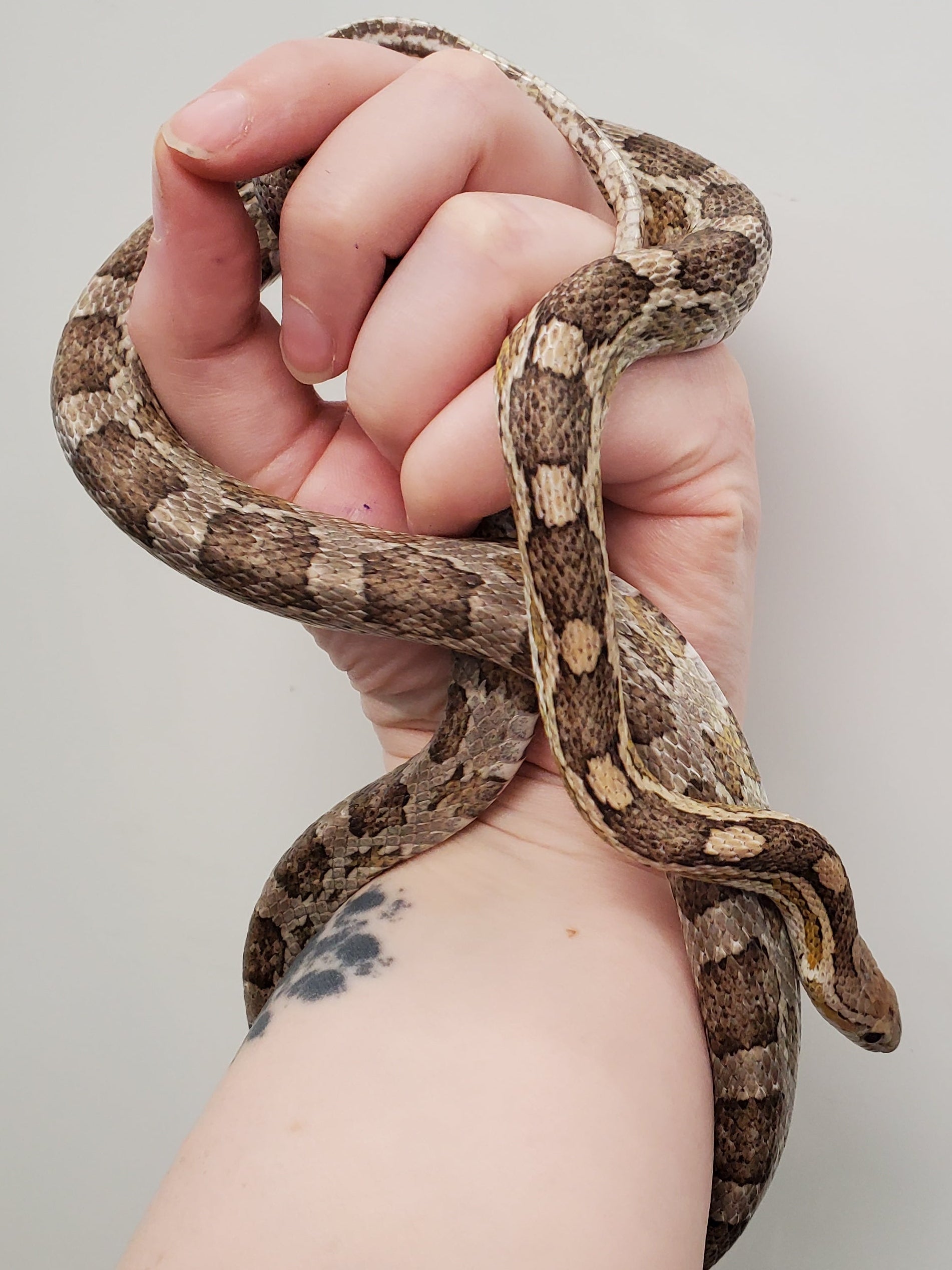 Corn Snake (Anery het. Palmetto)