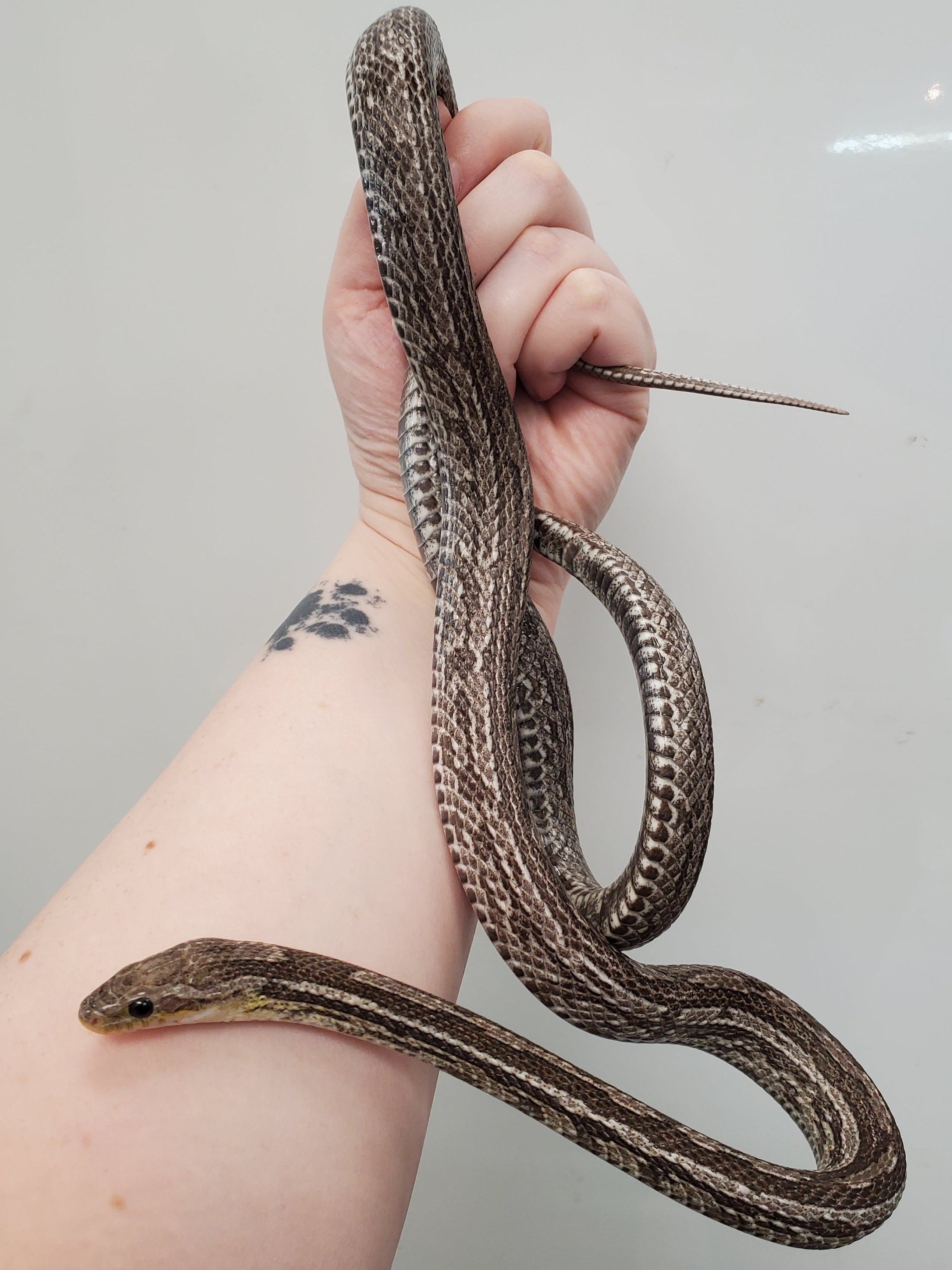 Corn Snake (Tessera Charcoal het. Fire) Sub-Adult