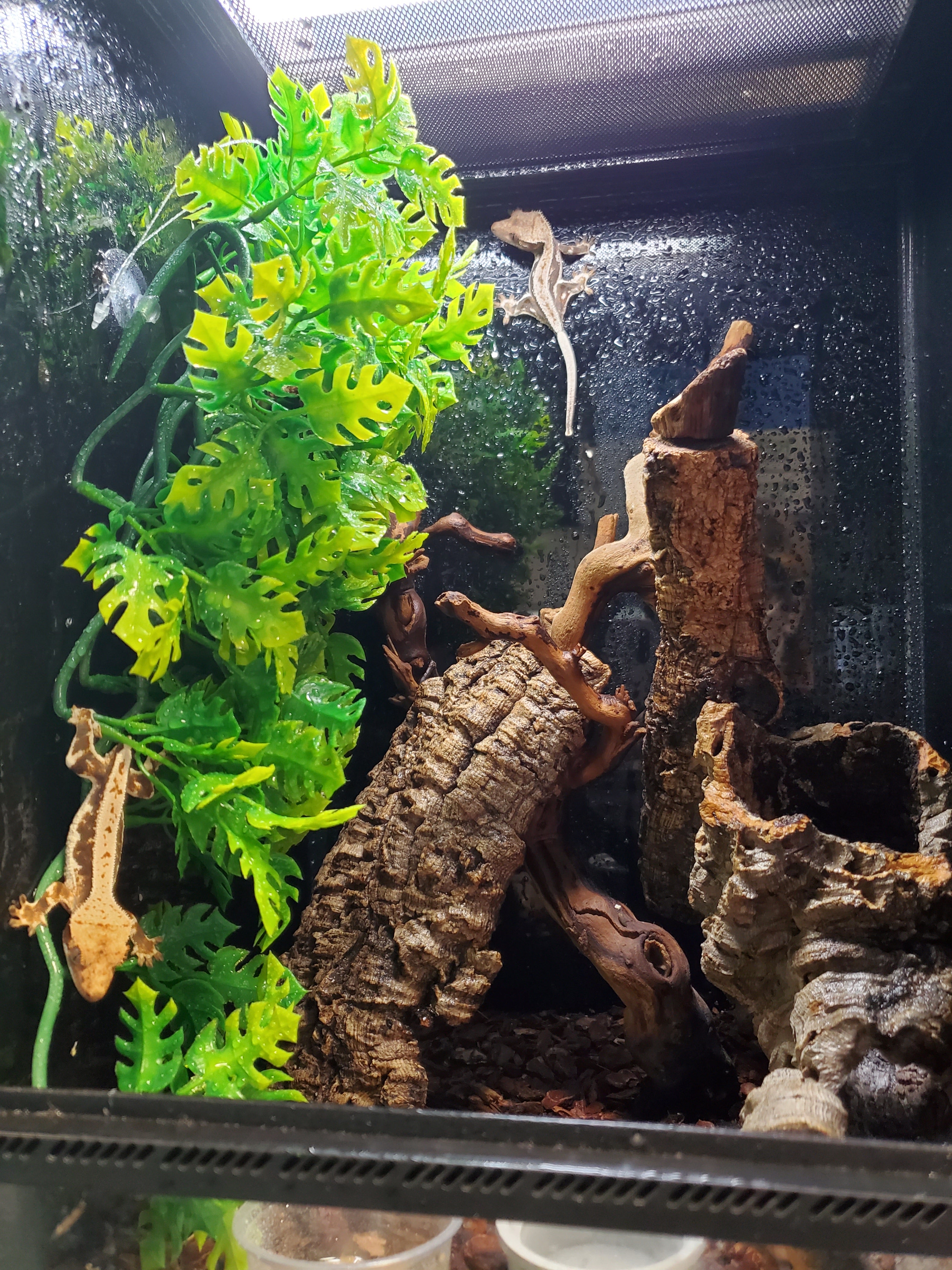 Crested Geckos (Assorted Morphs)