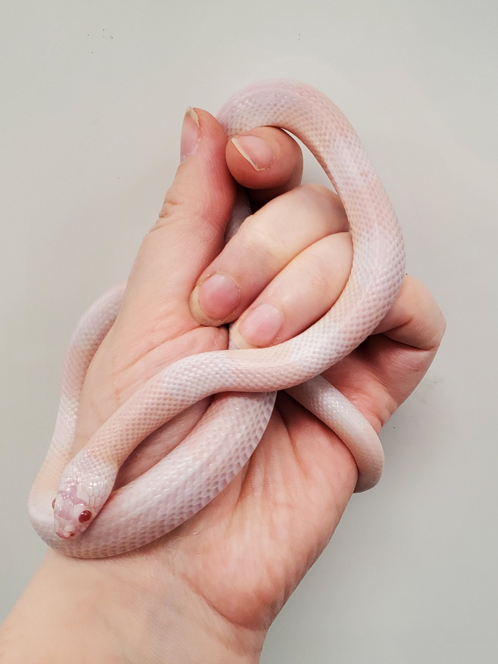 Couleuvre tachetée du Honduras (perle)