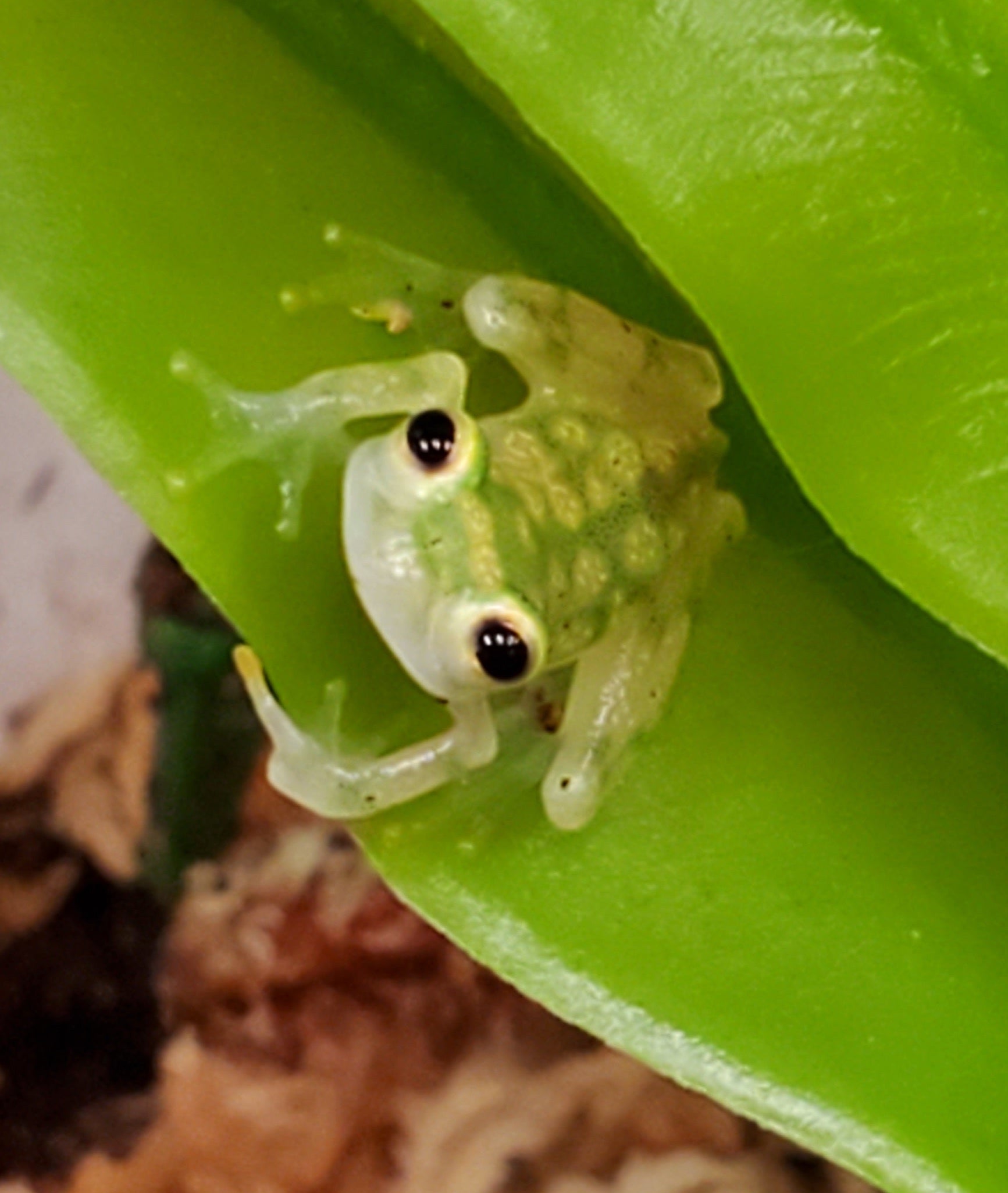 Reticulated Glass Frog