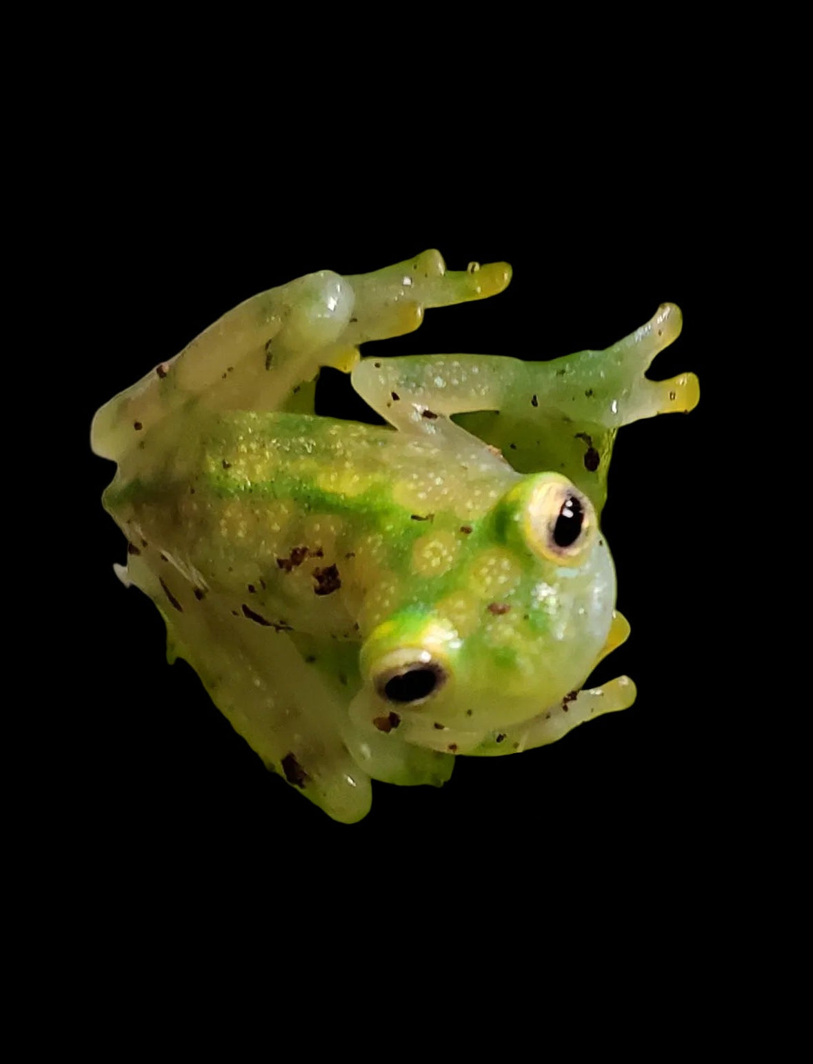 Reticulated Glass Frog