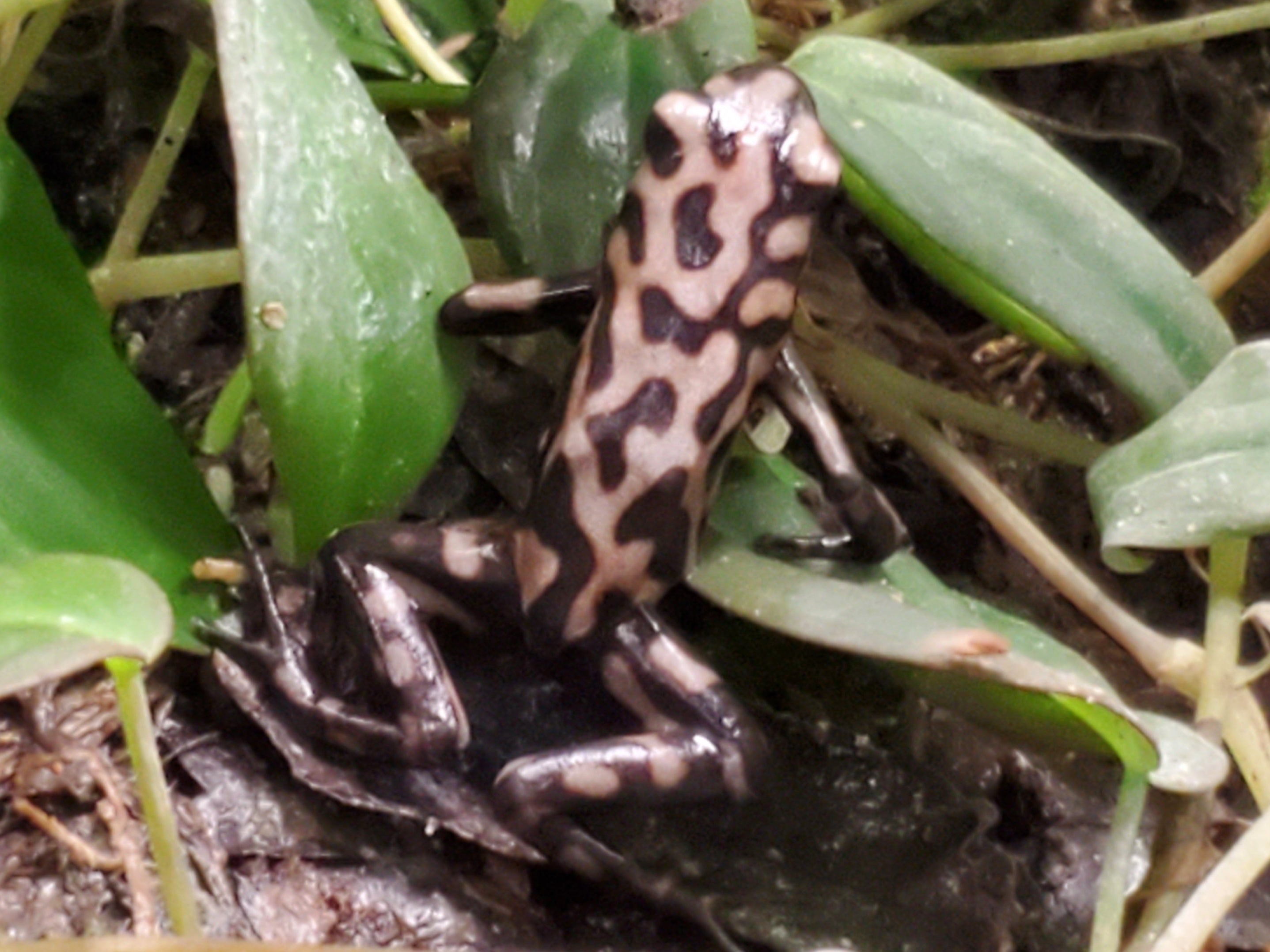 Dendrobates auratus "Campana"