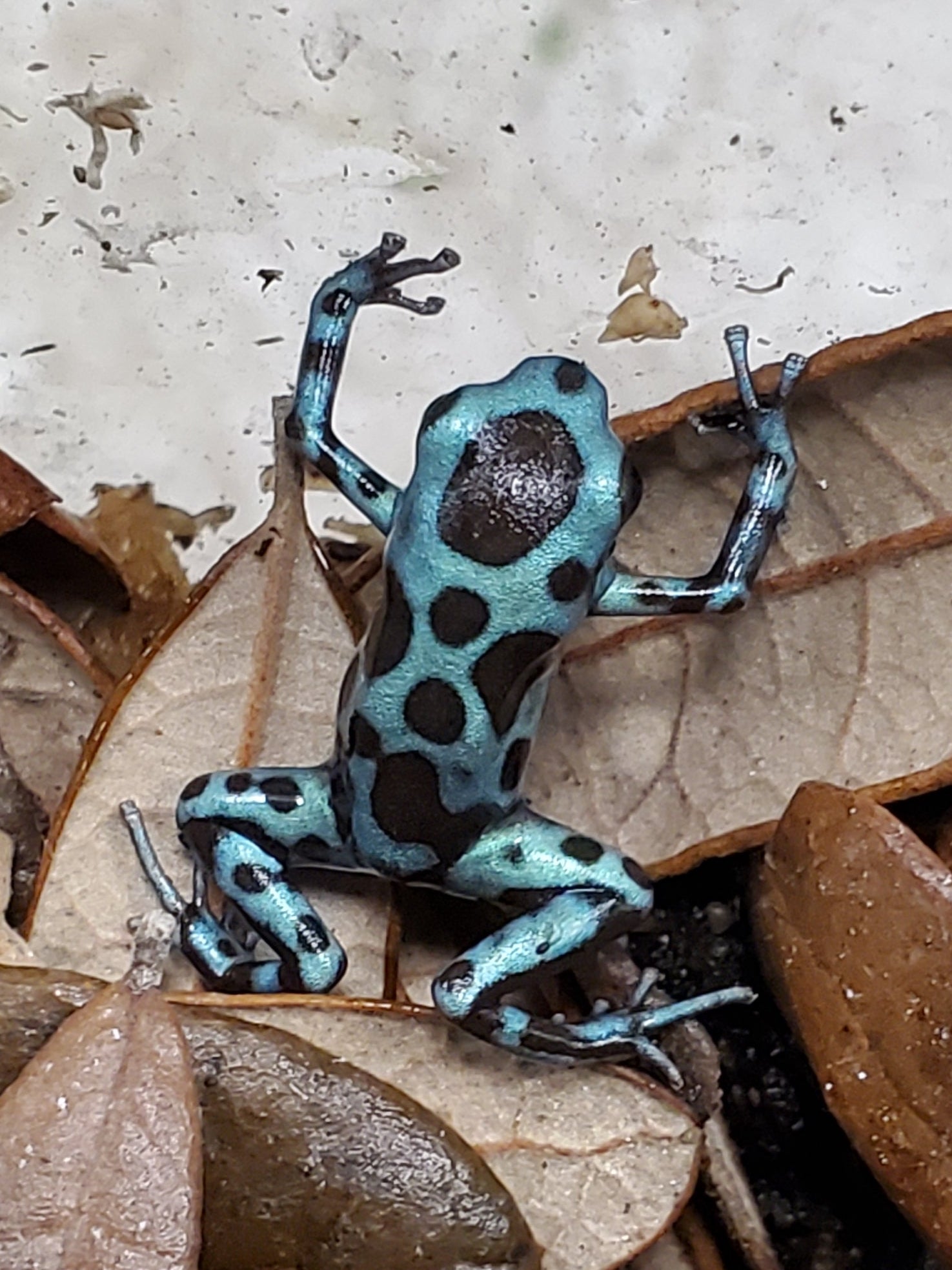 Dendrobates auratus "Super Blue"