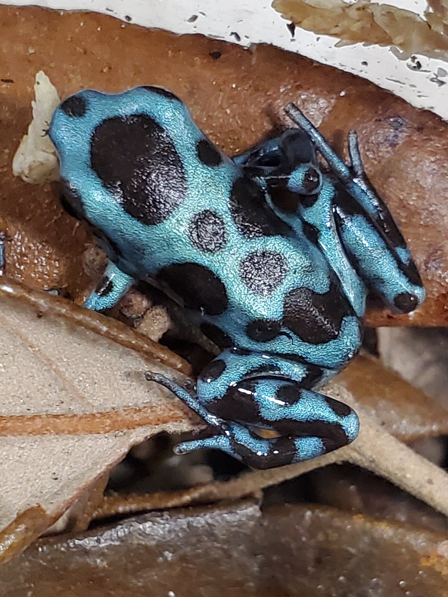 Dendrobates auratus "Super Blue"
