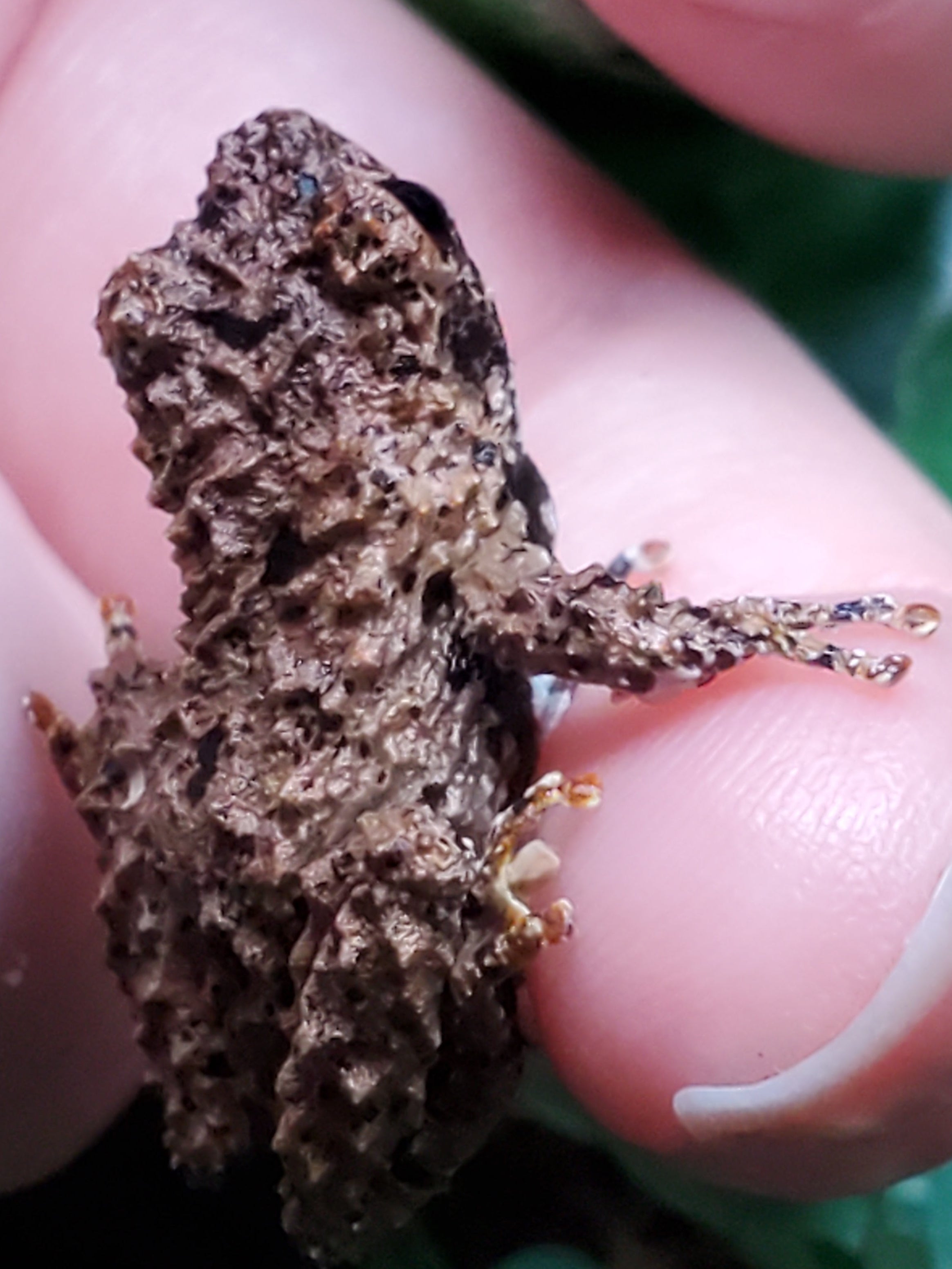 Chinese Micro Mossy Frog (Theloderma rhododiscus)